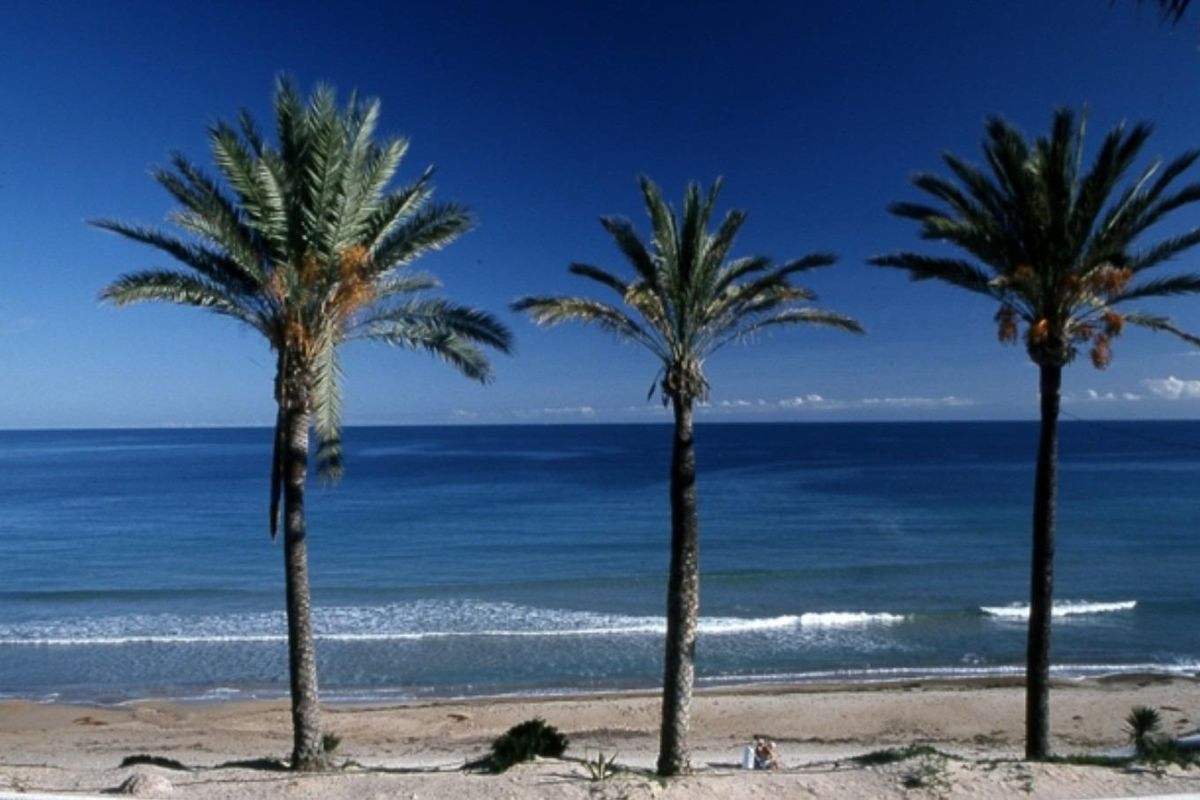 Pittoresk uitzicht op het strand met palmbomen langs de kust van Pilar de La Horadada.
