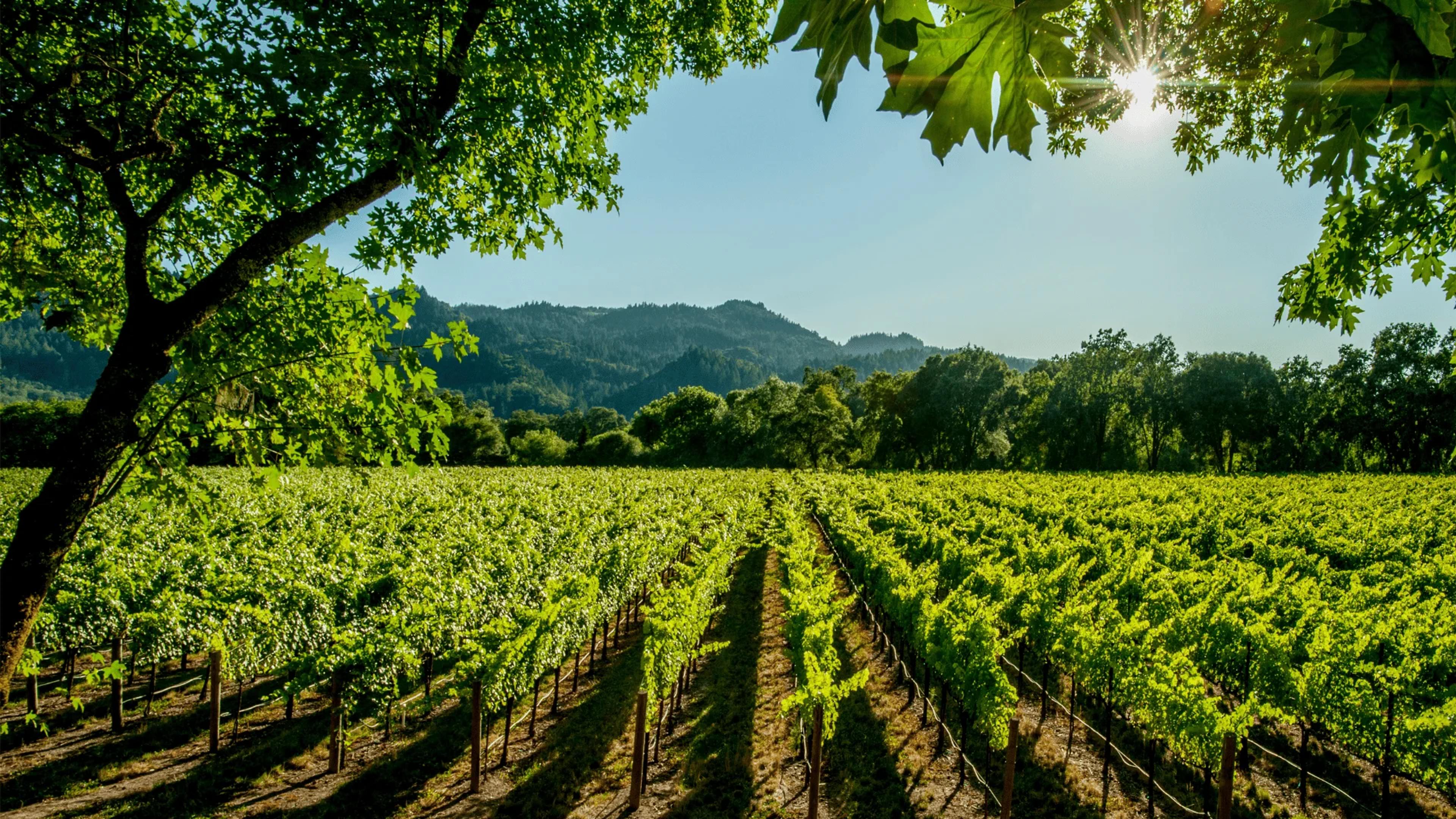 Vigneti di Foria Borgo DiVino