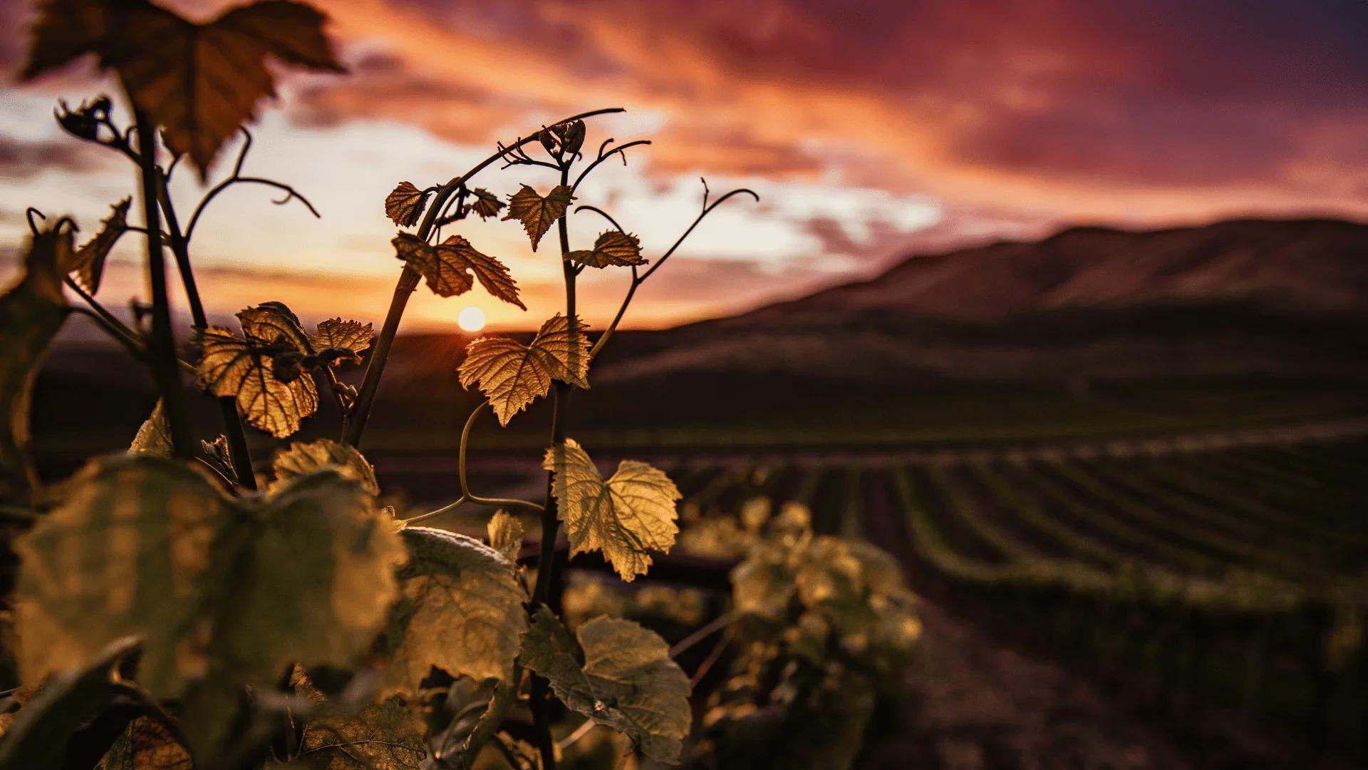 Vigneti di Foria al tramonto
