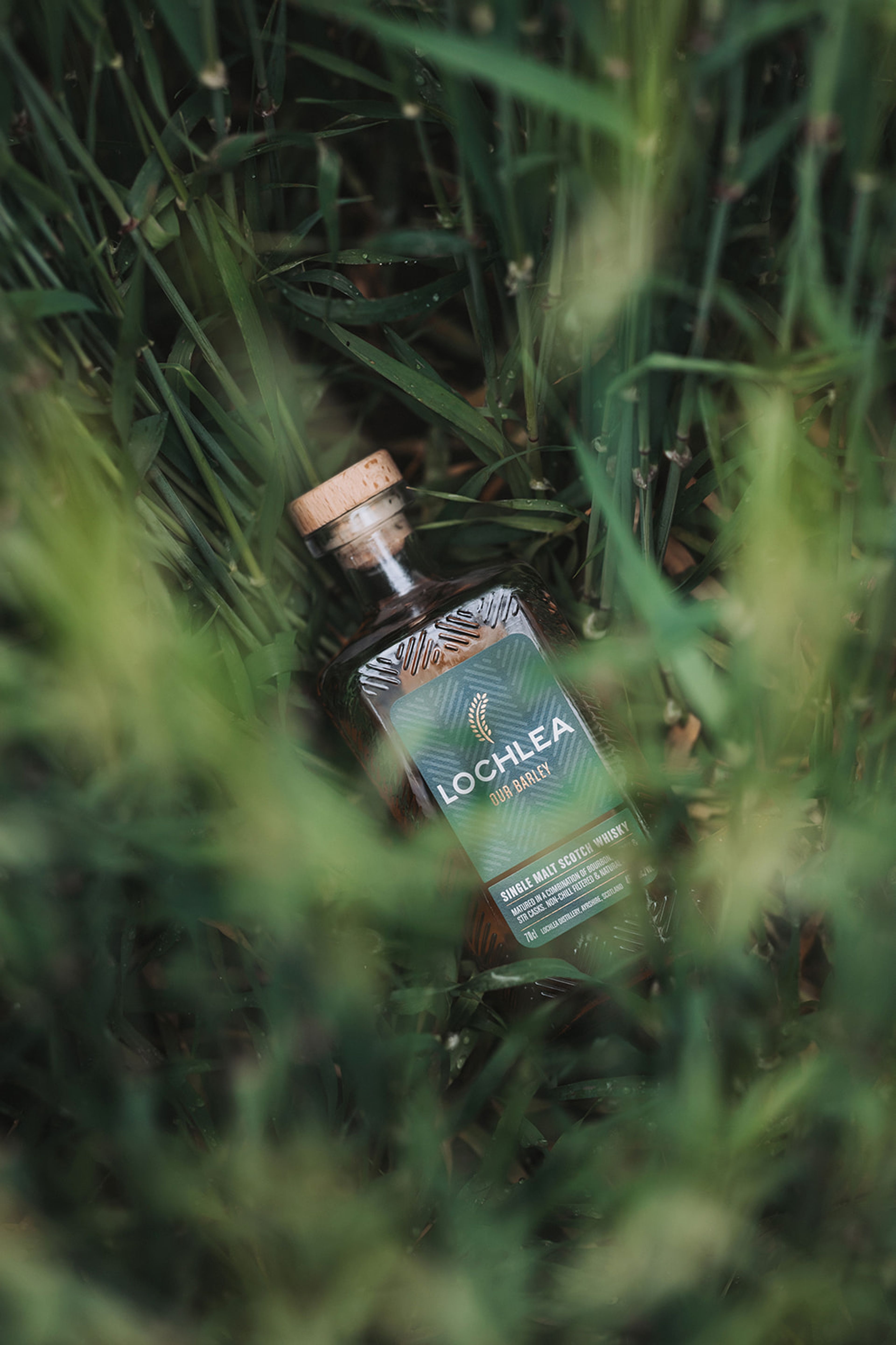Lochlea single malt whisky bottle nestled among green barley stalks