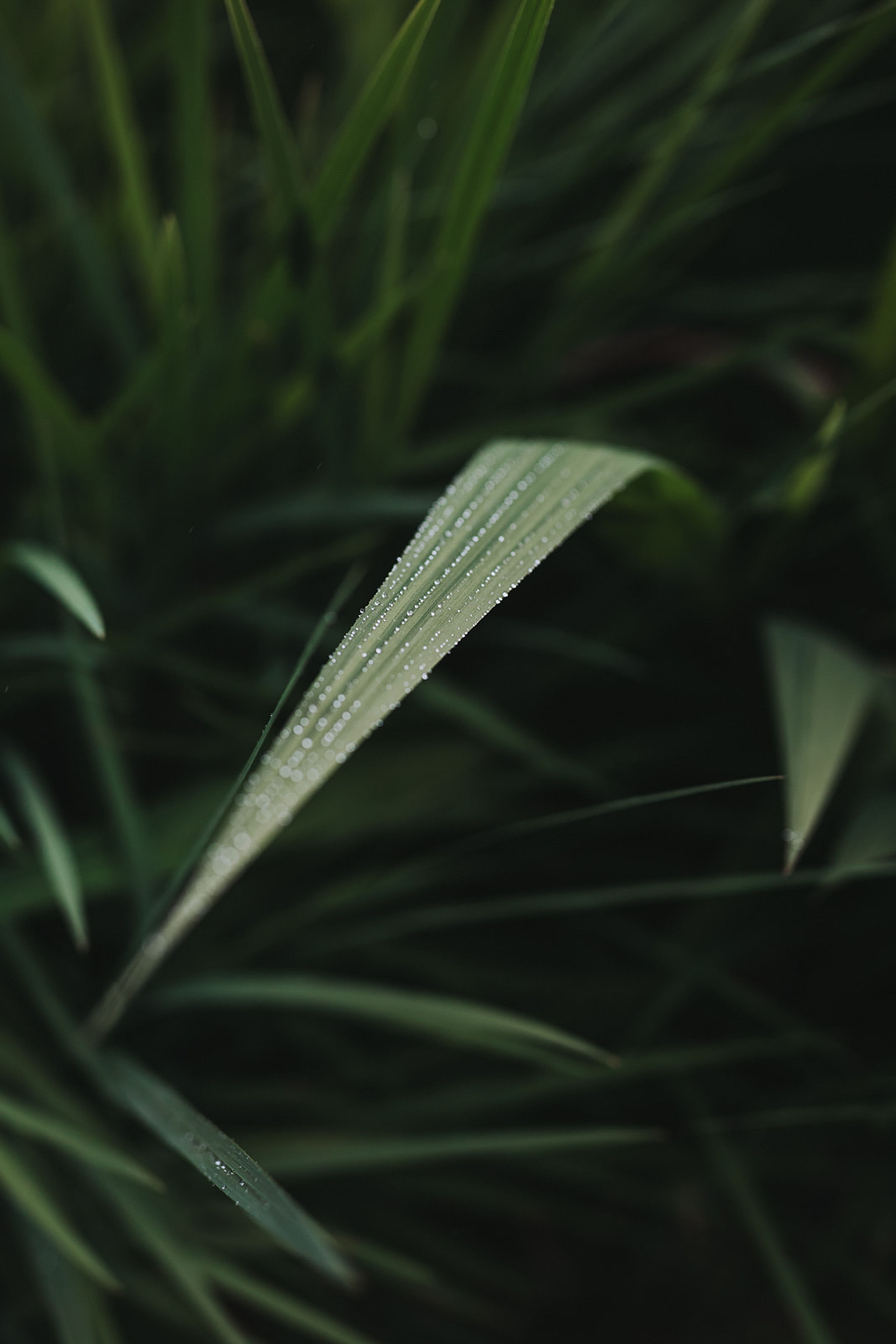 Close-up of dew drops on a blade of grass in dark green foliage