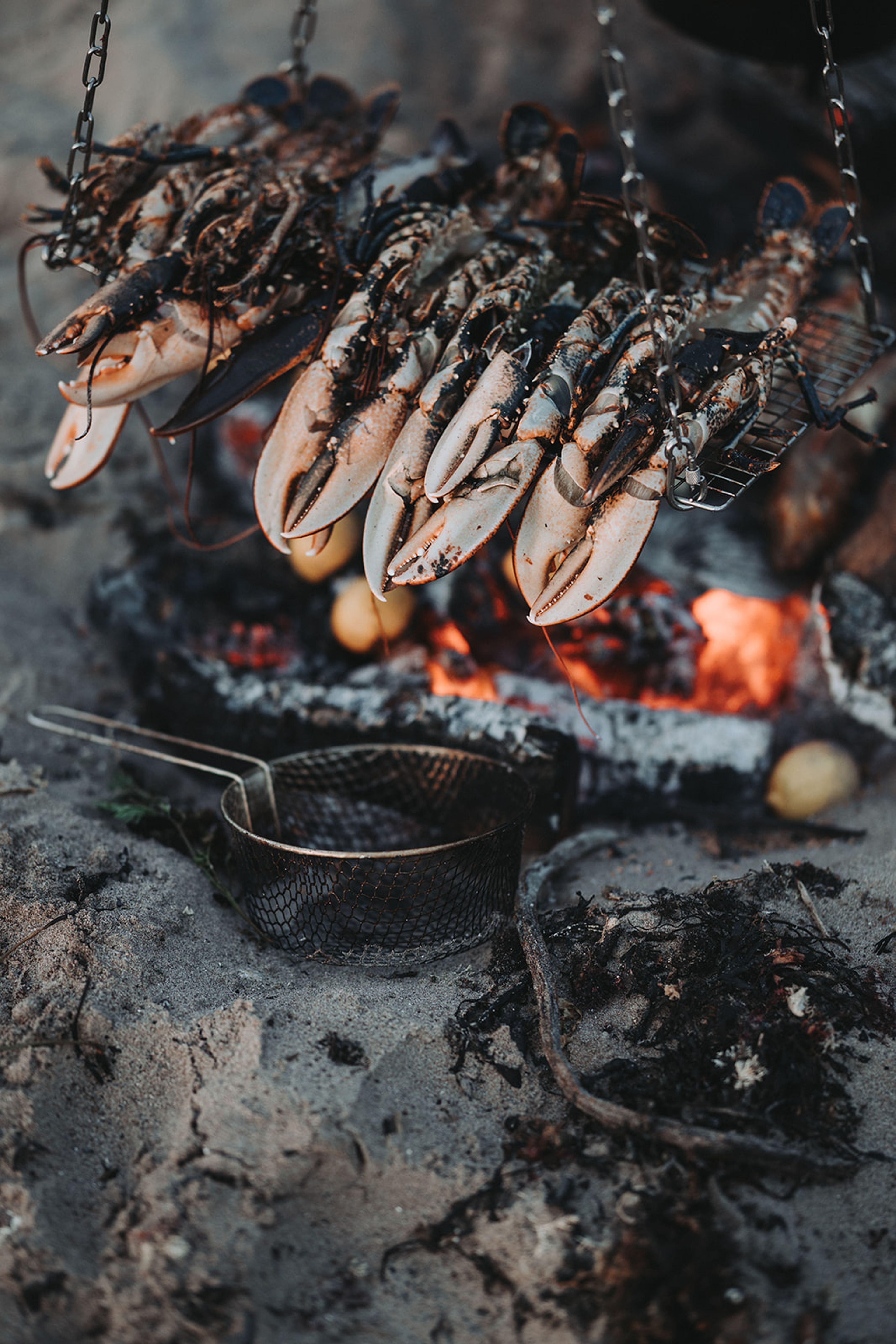 Lobsters hung on chains roasting over a beach fire pit