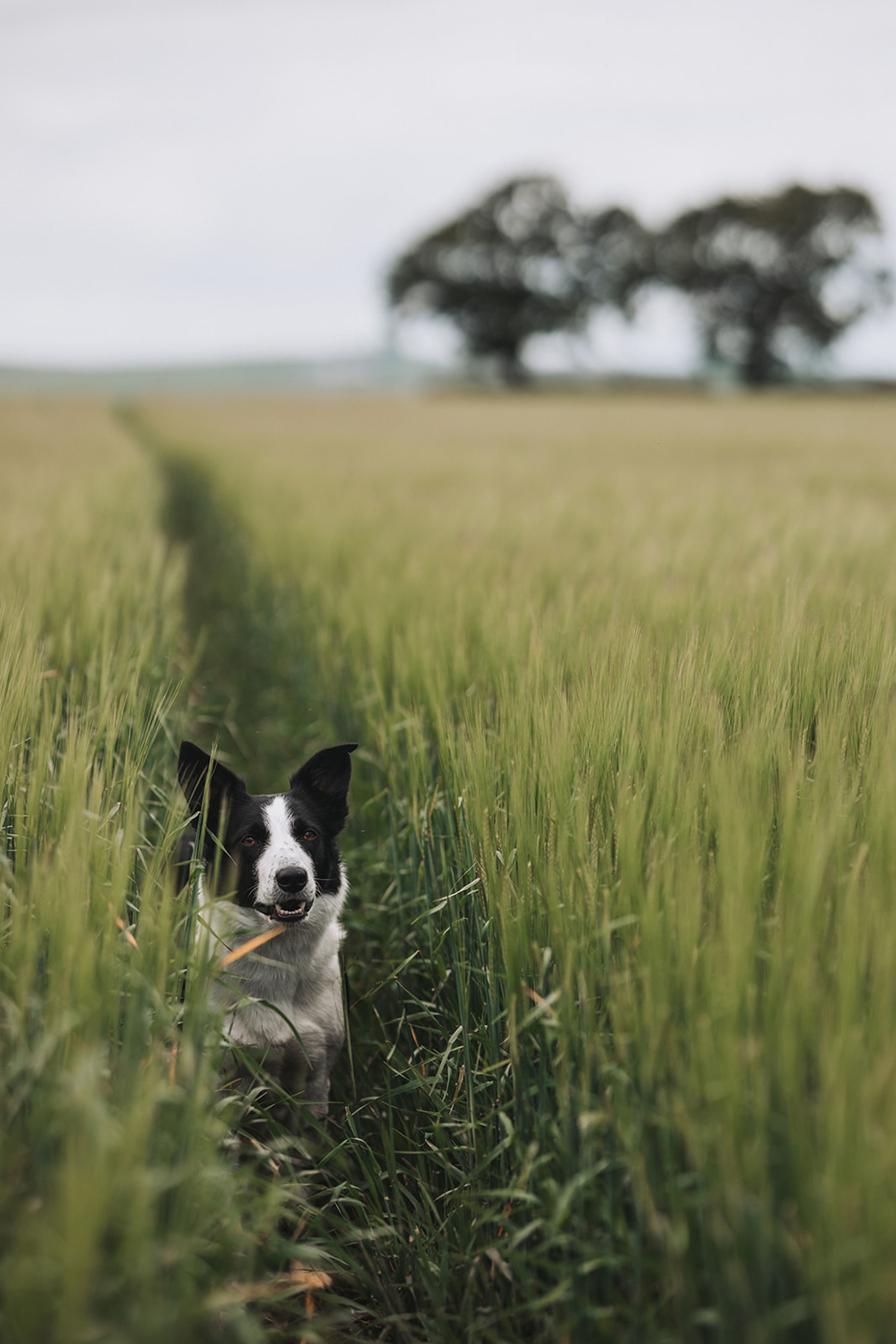Border collie sitting in a tramline through a green barley field, from The Kirkmichael Arms brand shoot