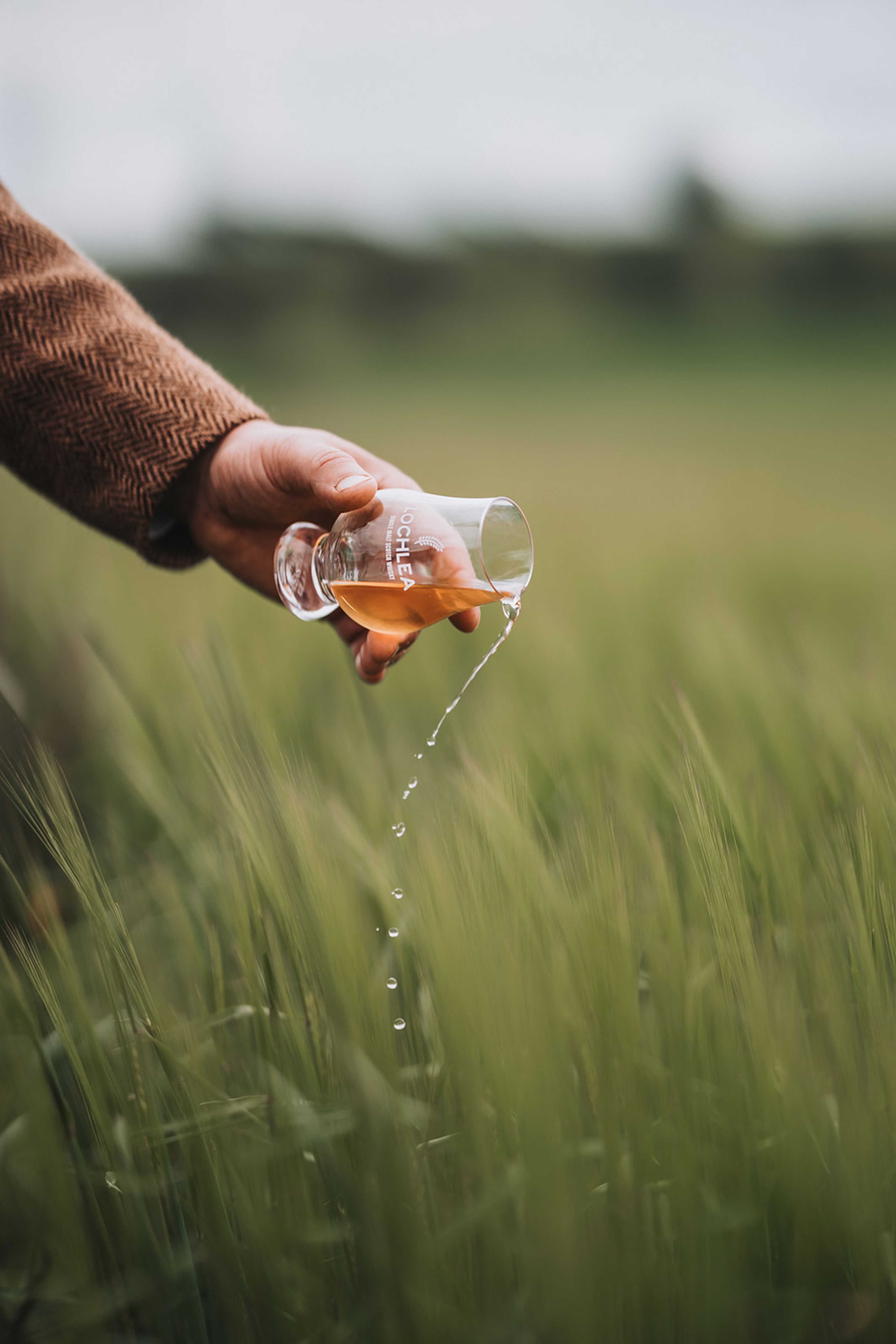 Hand pouring whisky from a Lochlea nosing glass over growing barley