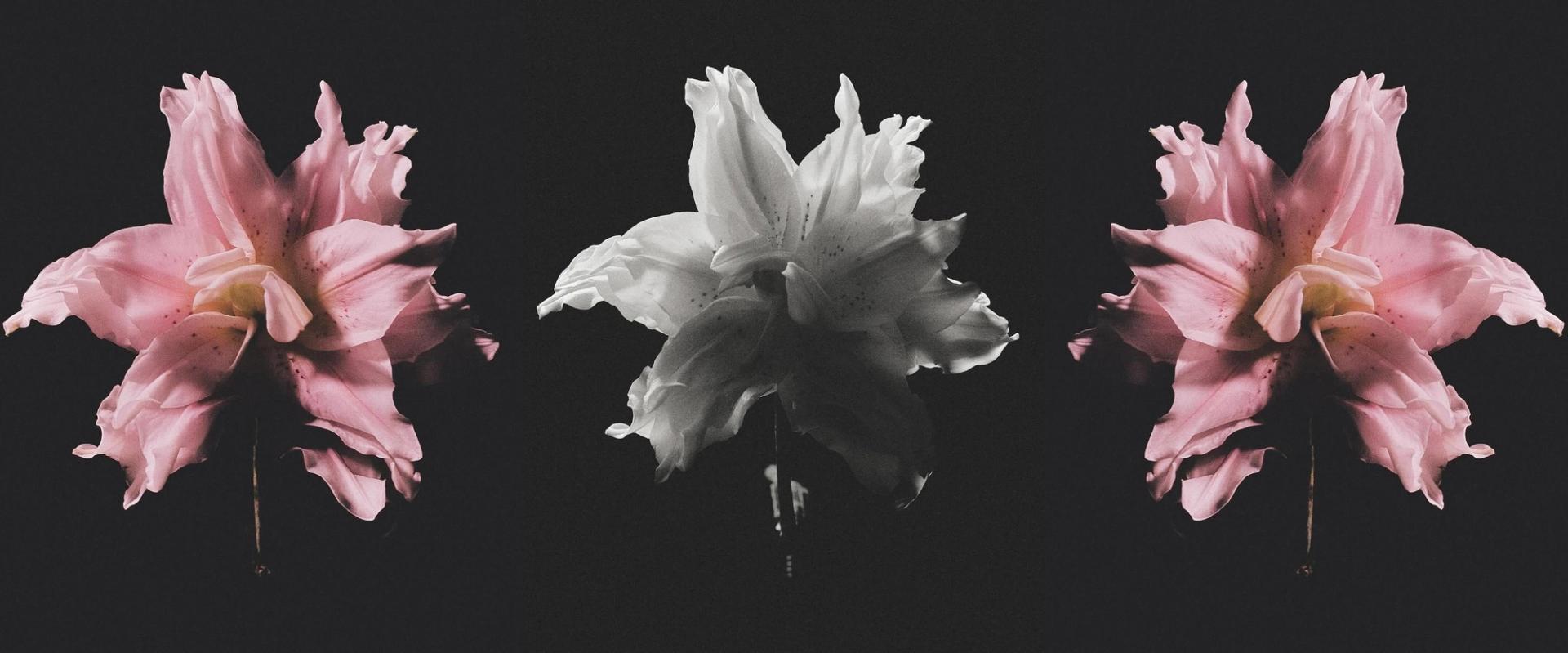 HFQ 01