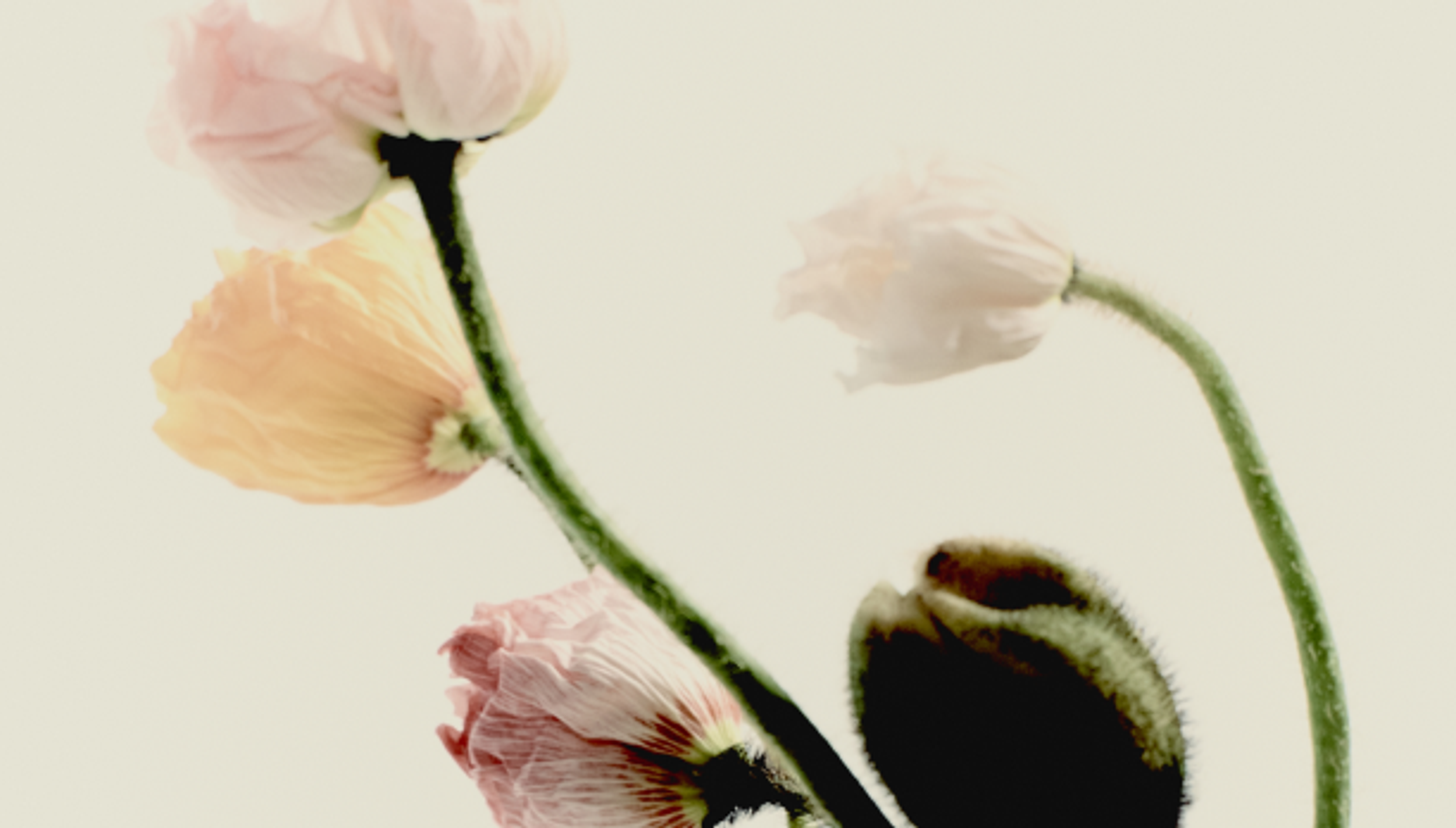 Bill Henson x Hellenic Museum Exhibition sponsored by Scanlan