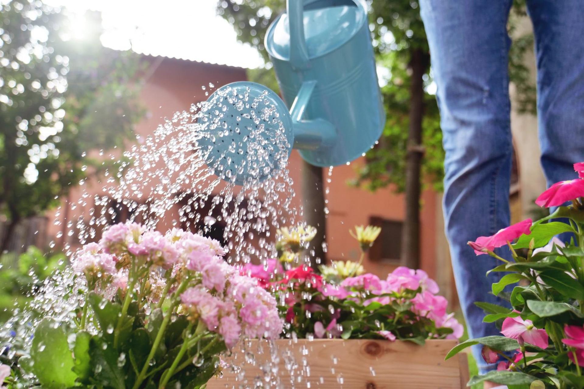 Water flowers in the garden with a blue watering can