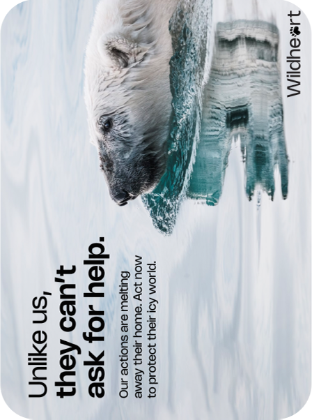 Digital ad on a tablet screen for Wildheart showing a polar bear unhappy in water