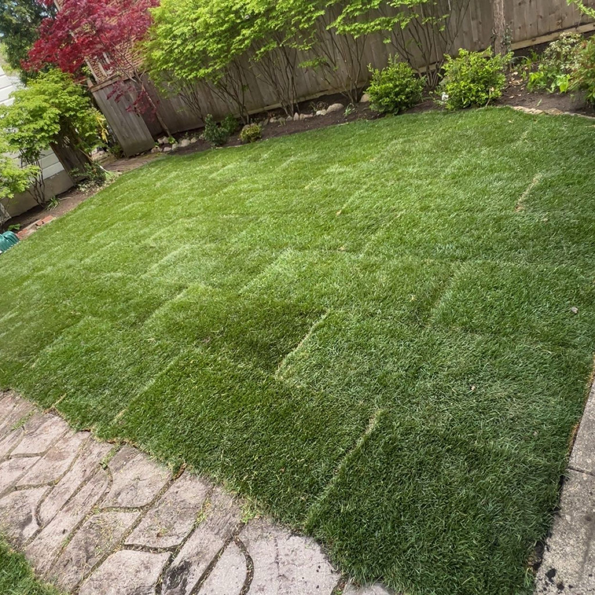 Freshly laid sod with visible seams ready to root, North Shore Chicago