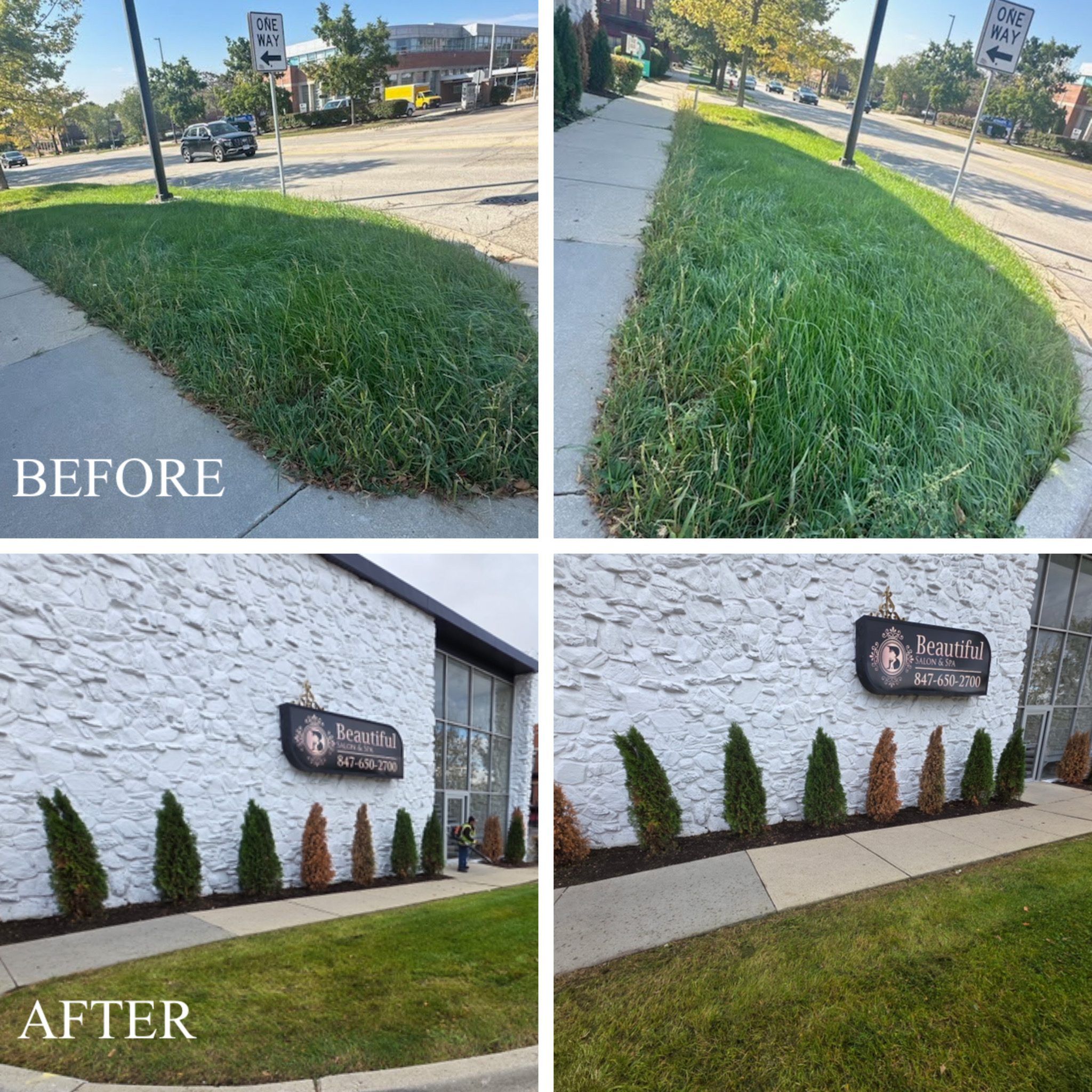 Commercial arborvitae privacy screen planting along a storefront