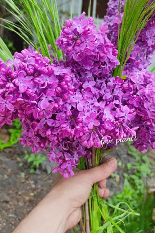 fioletowy bukiet kwiatów