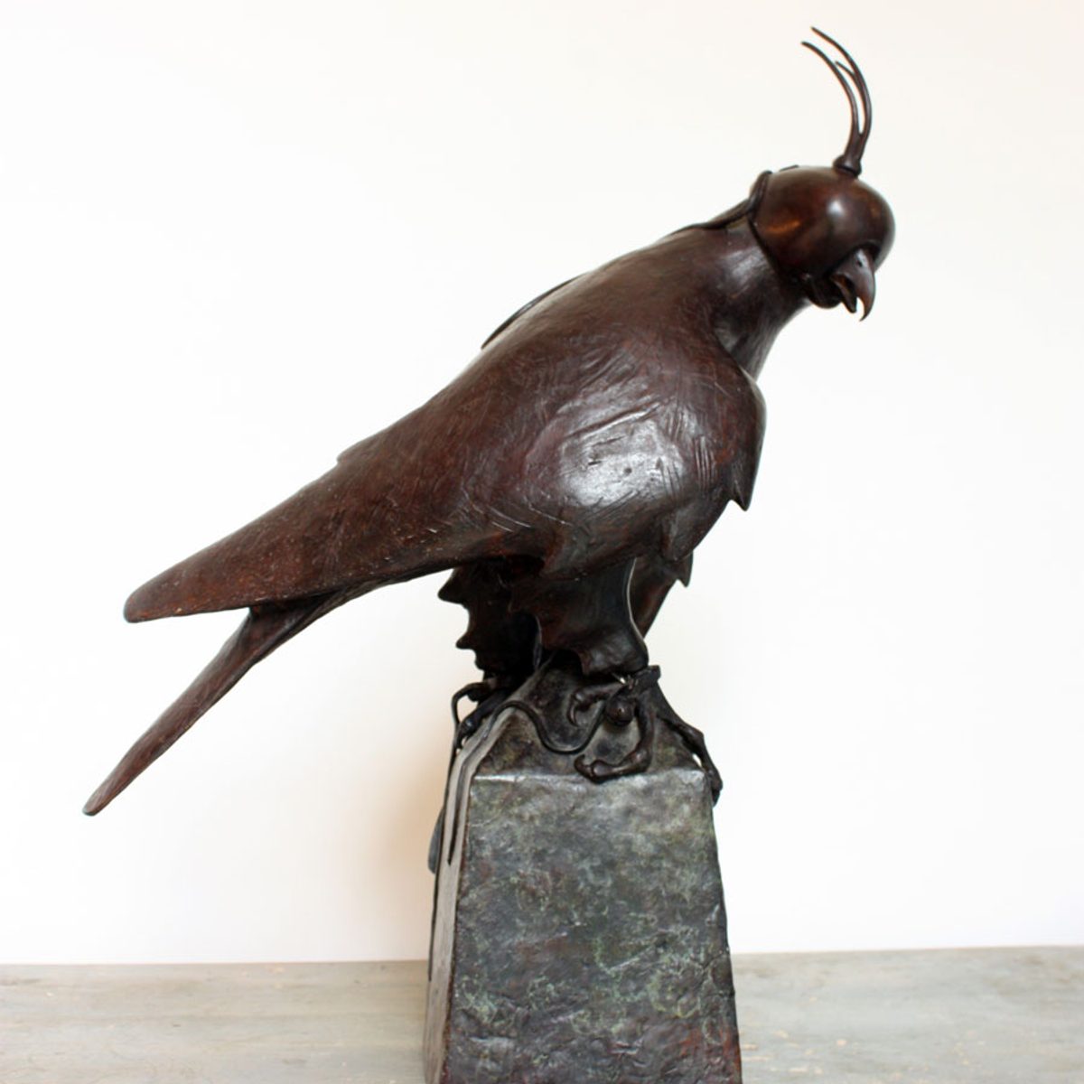 Hooded Falcon