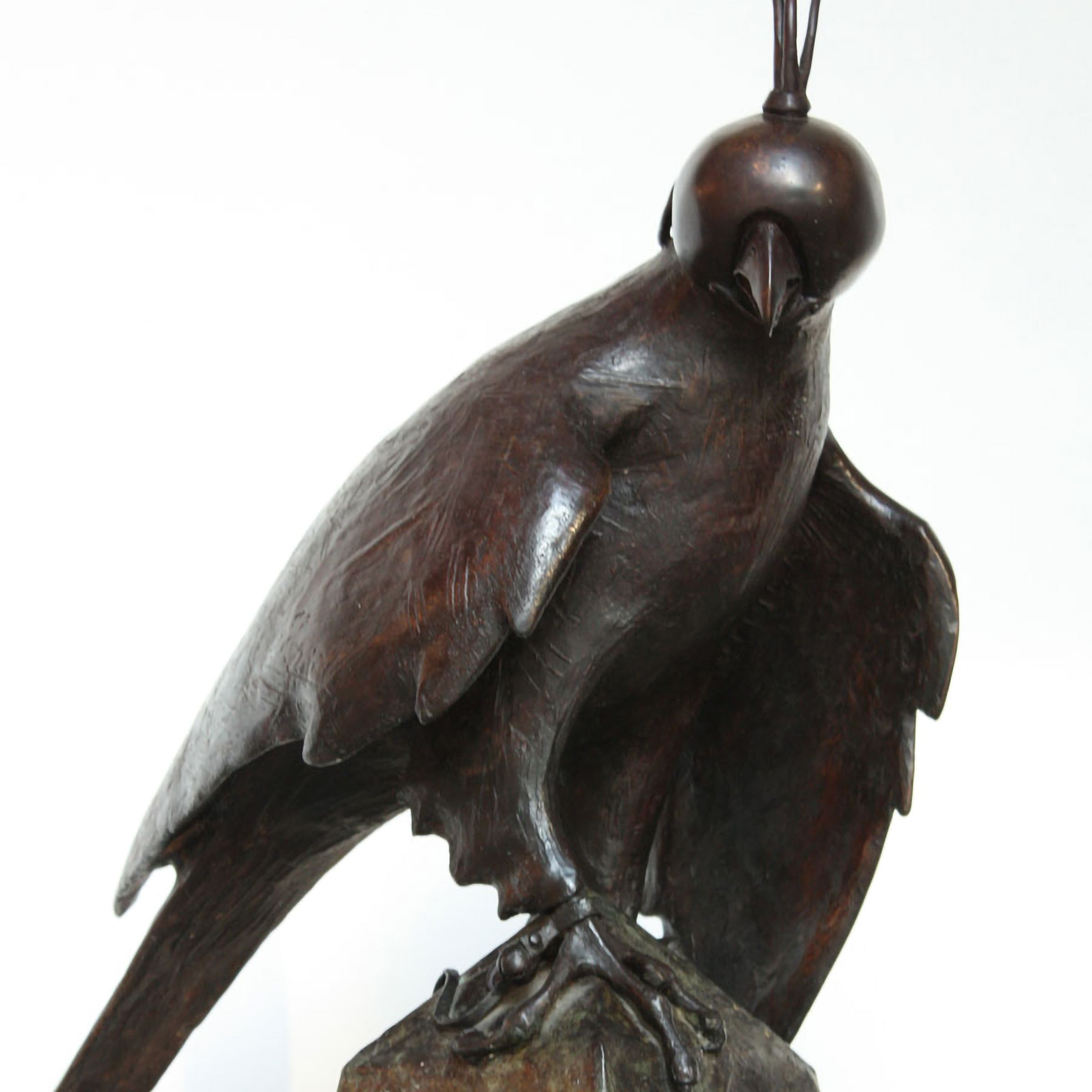 Hooded Falcon