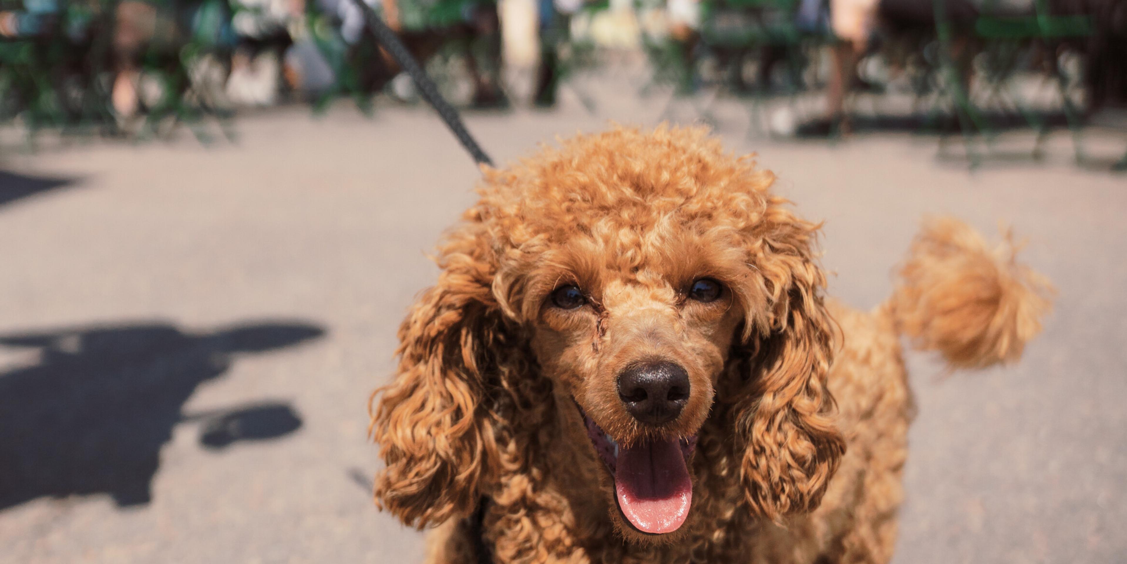 Koirapuisto: Inside Finnish Dog Park Culture