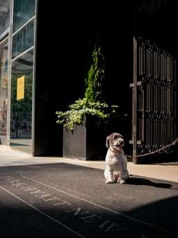 Park Hyatt New York Image 4