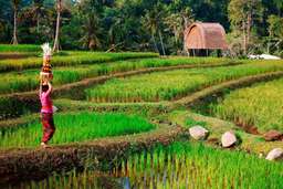 Mandapa, a Ritz-Carlton Reserve Image 8