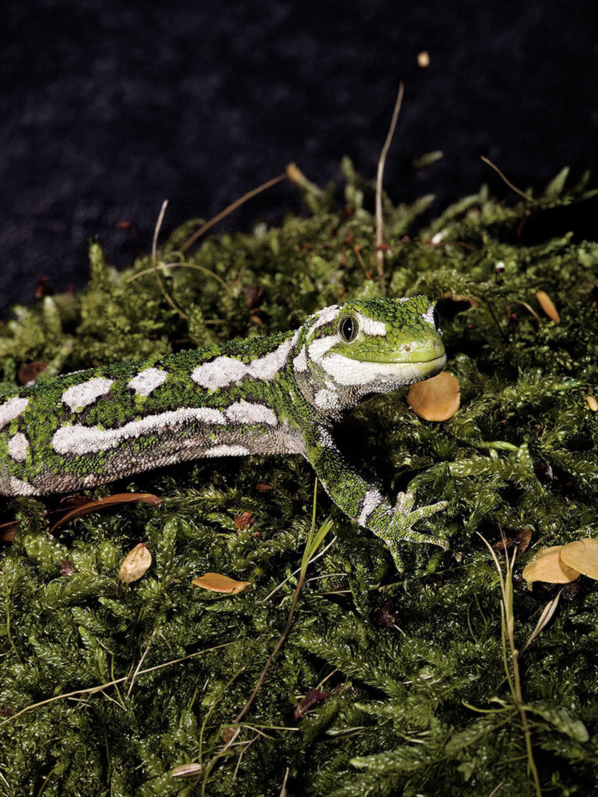 Rough Gecko
