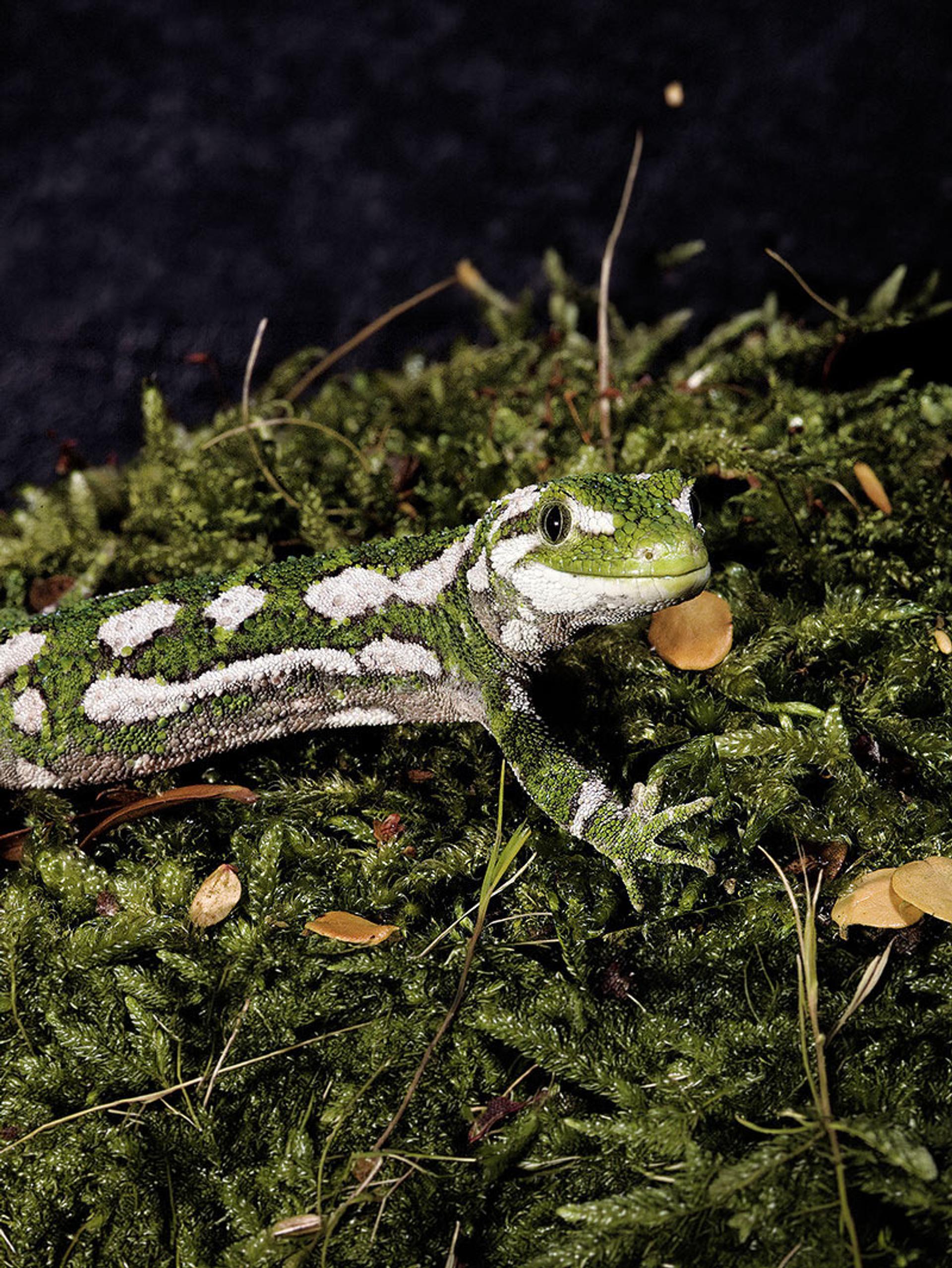 Rough Gecko