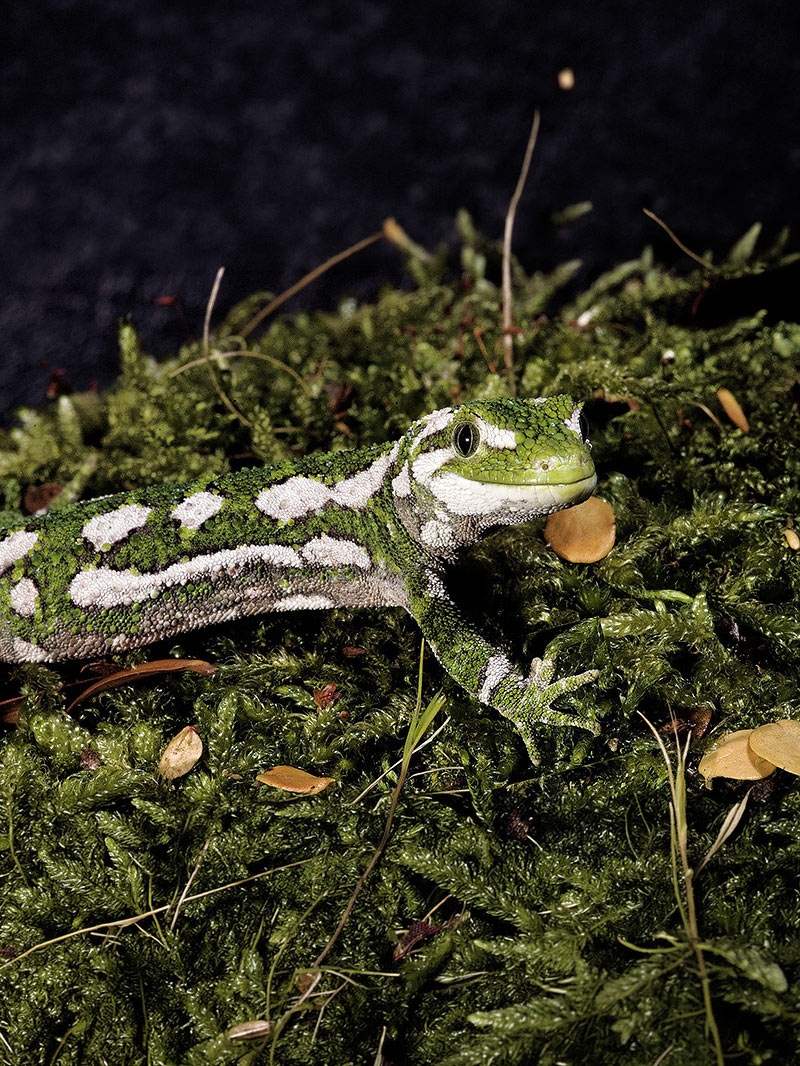 Rough Gecko