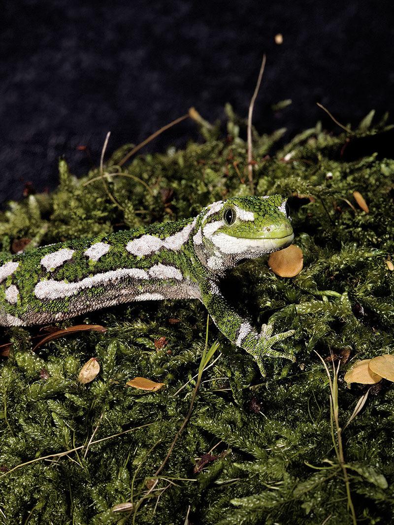 Rough Gecko