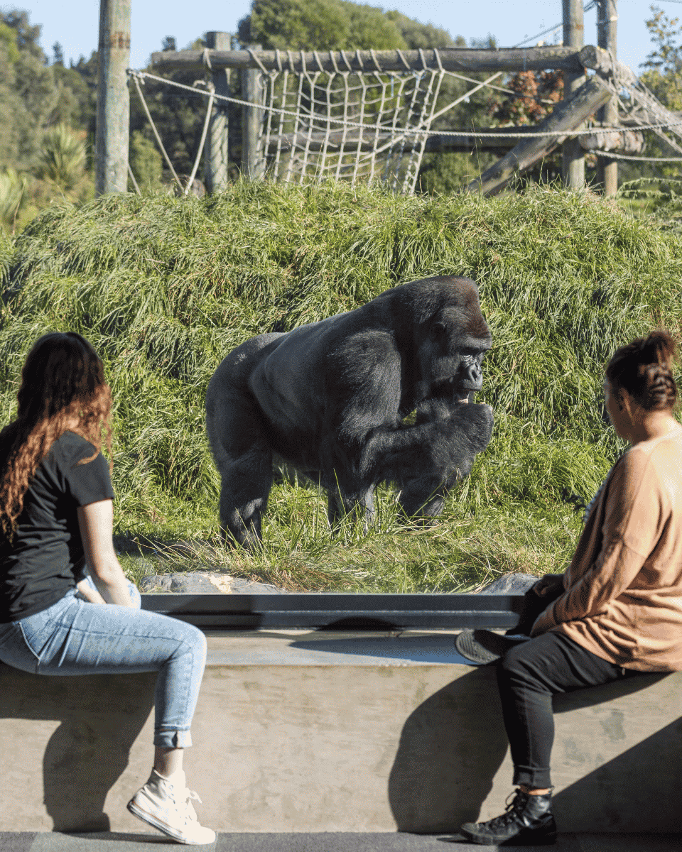 Meet NZ's Only Gorillas