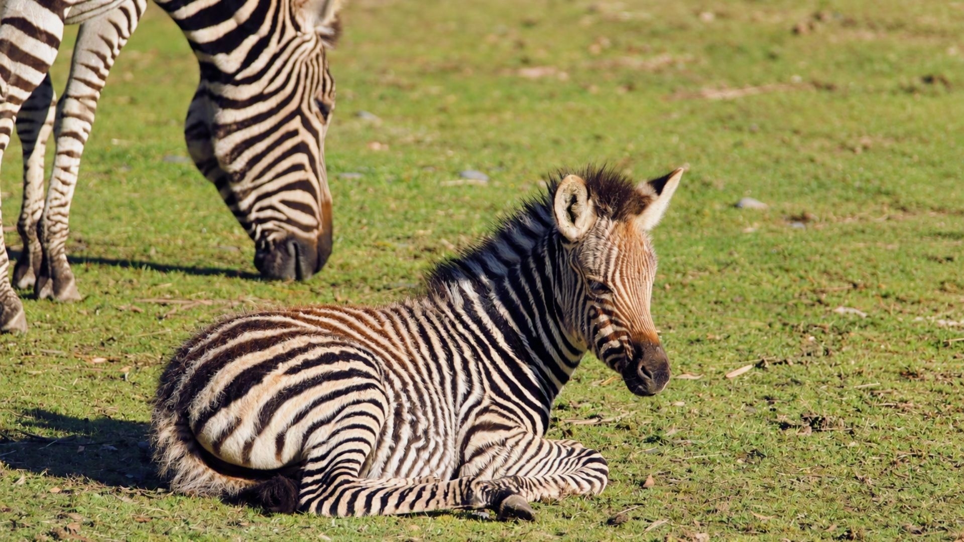 A zebra foal sitting on the grass