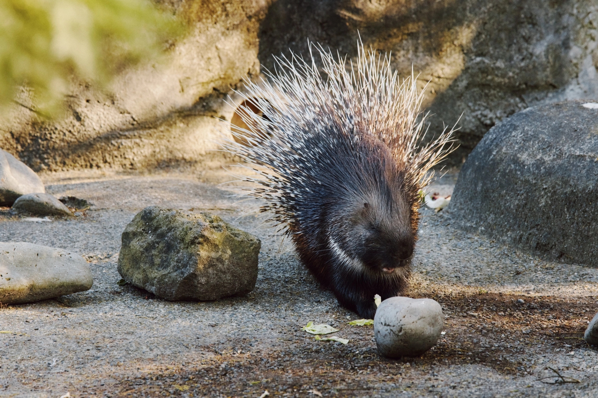 A porcupine with raised quills foraging among rocks