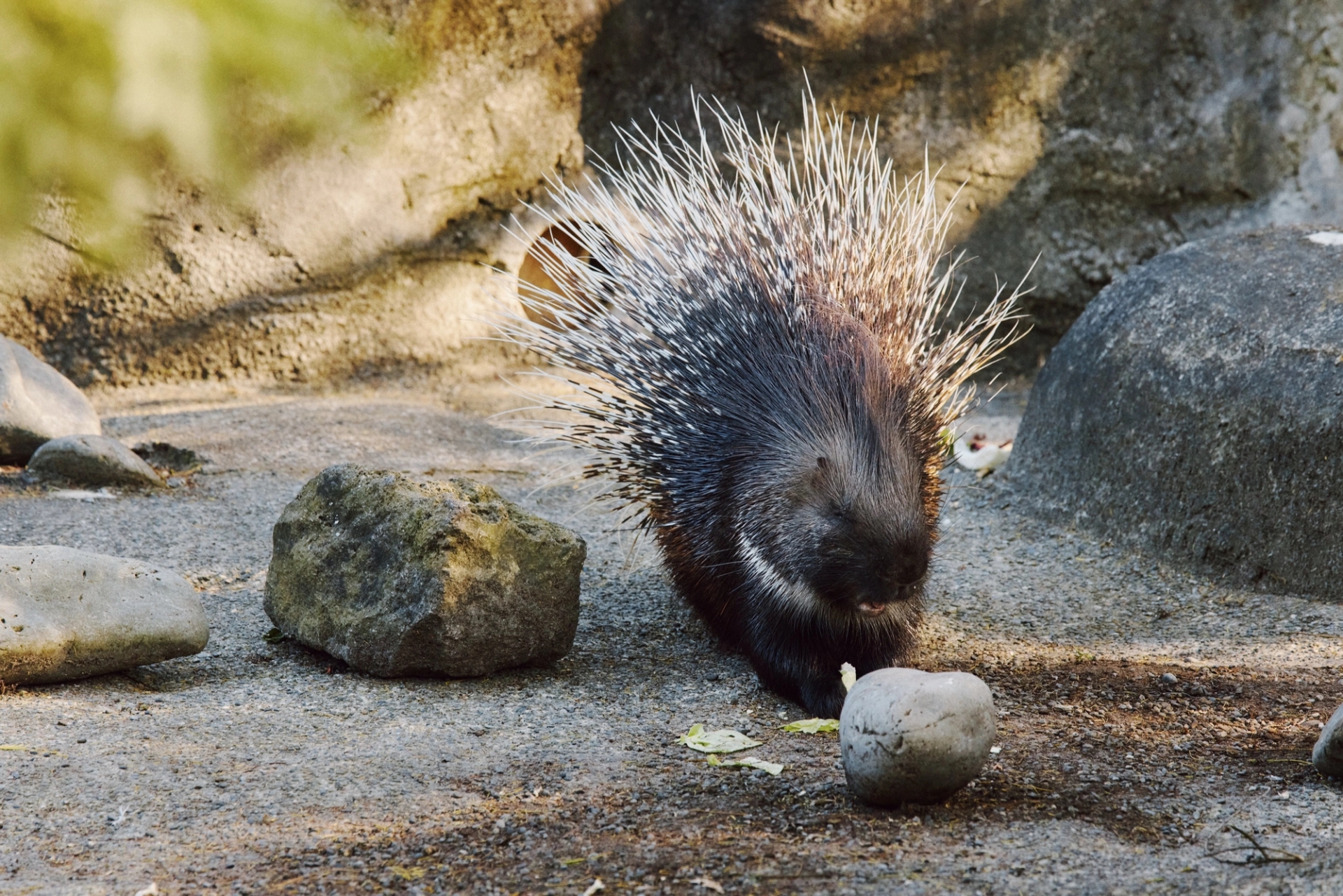 A porcupine with raised quills foraging among rocks