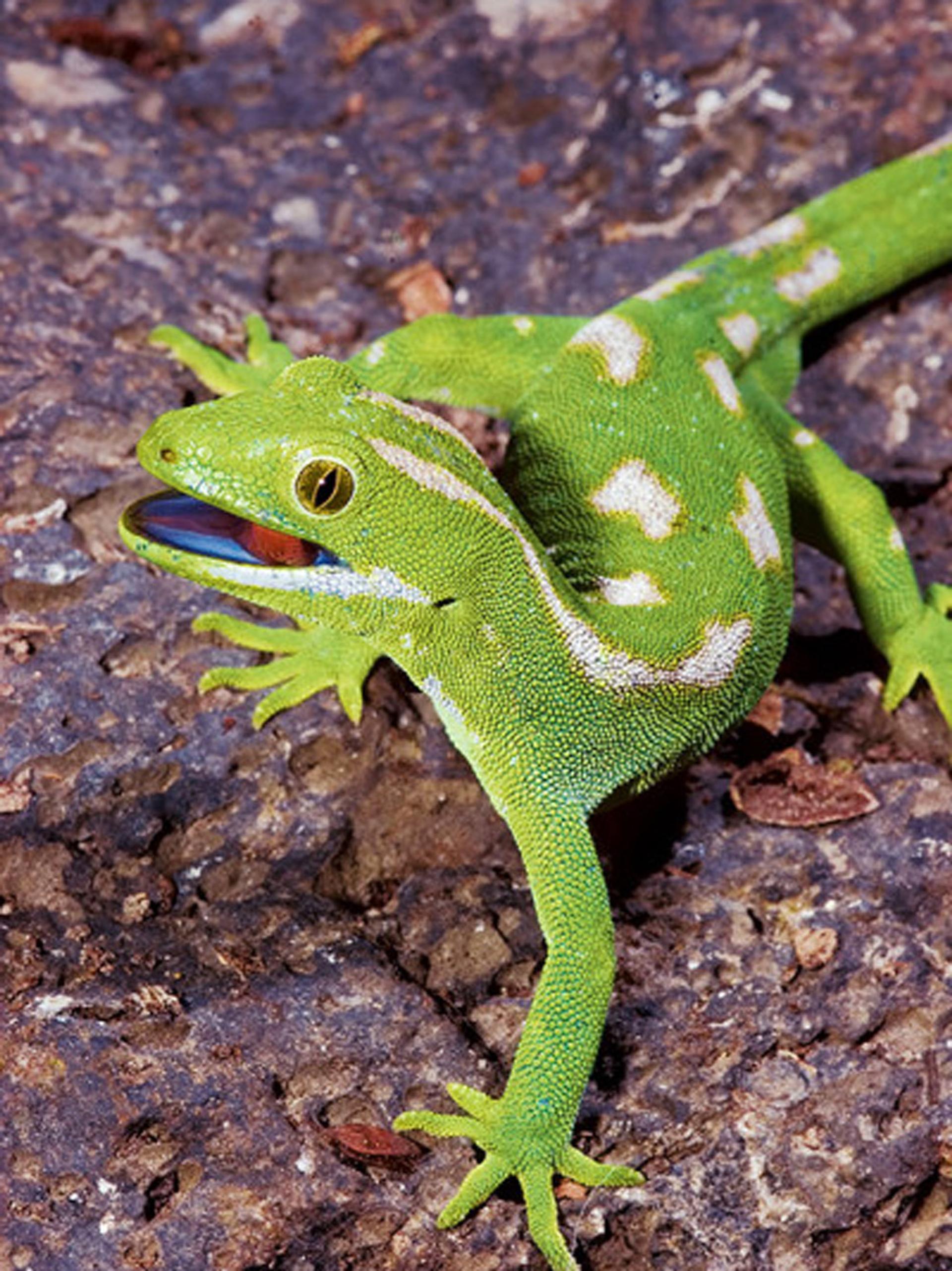 A bright green Marlborough green gecko with white spots, showing its blue mouth