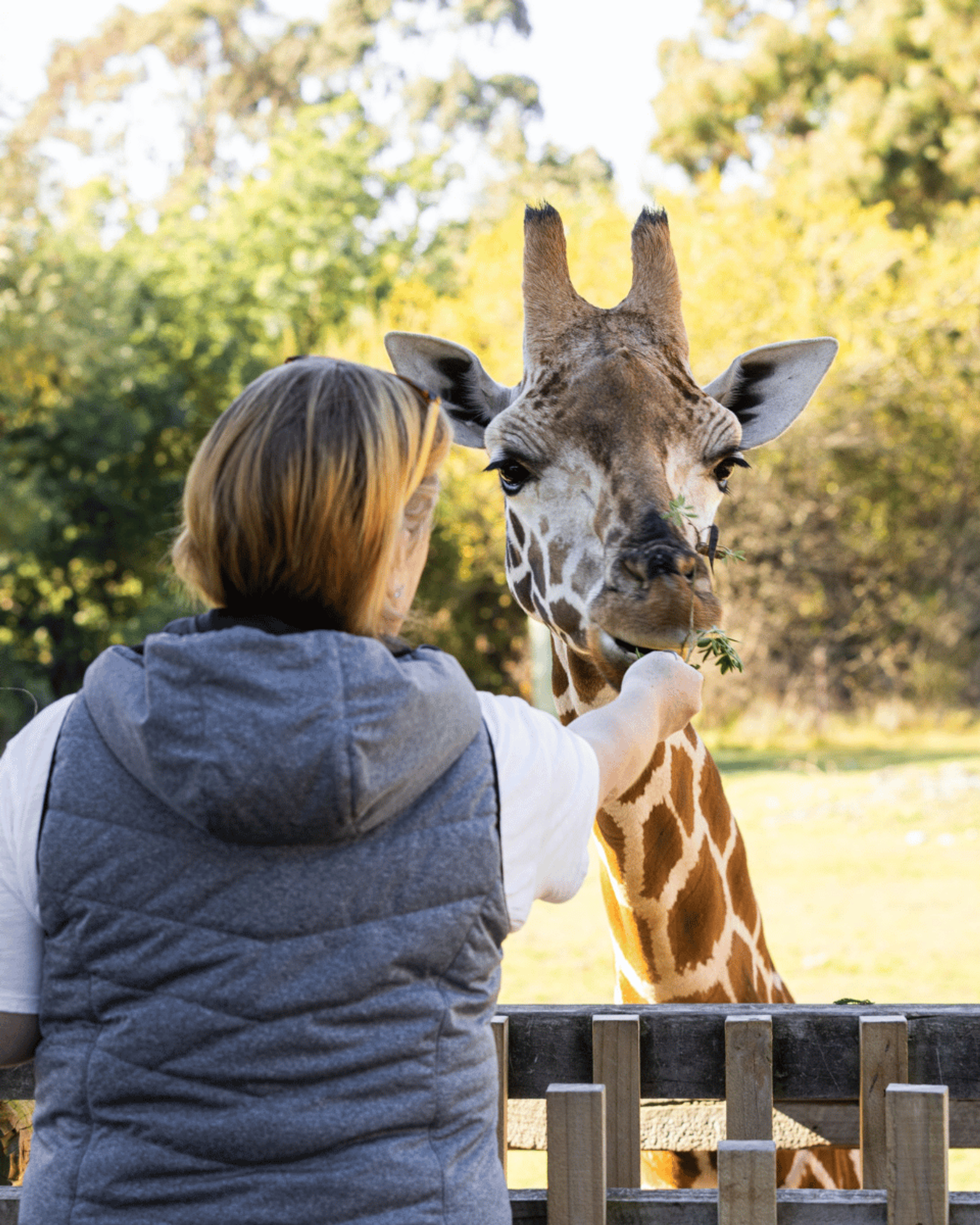 Giraffe Feeding Began