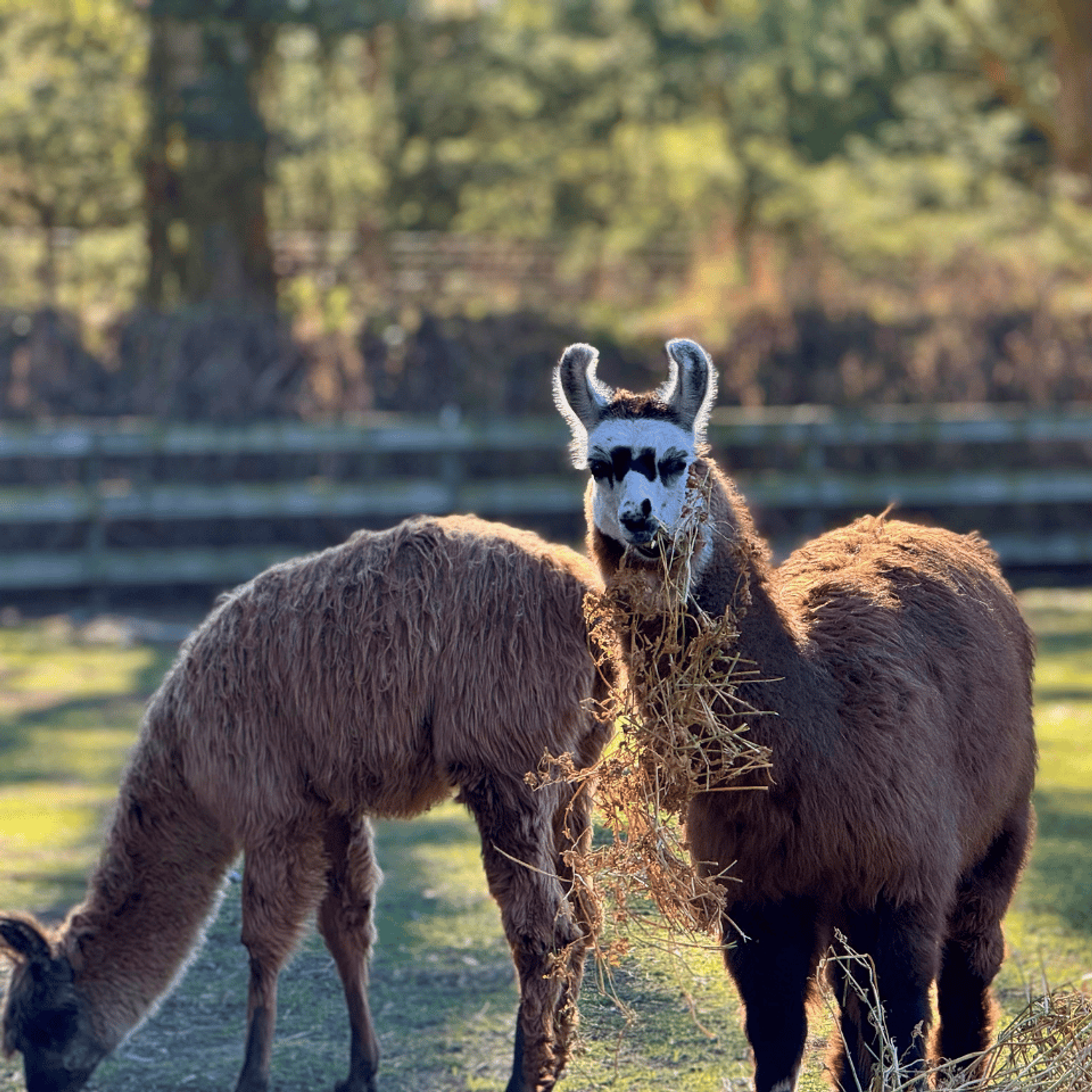 Two llamas eating hay in their paddock