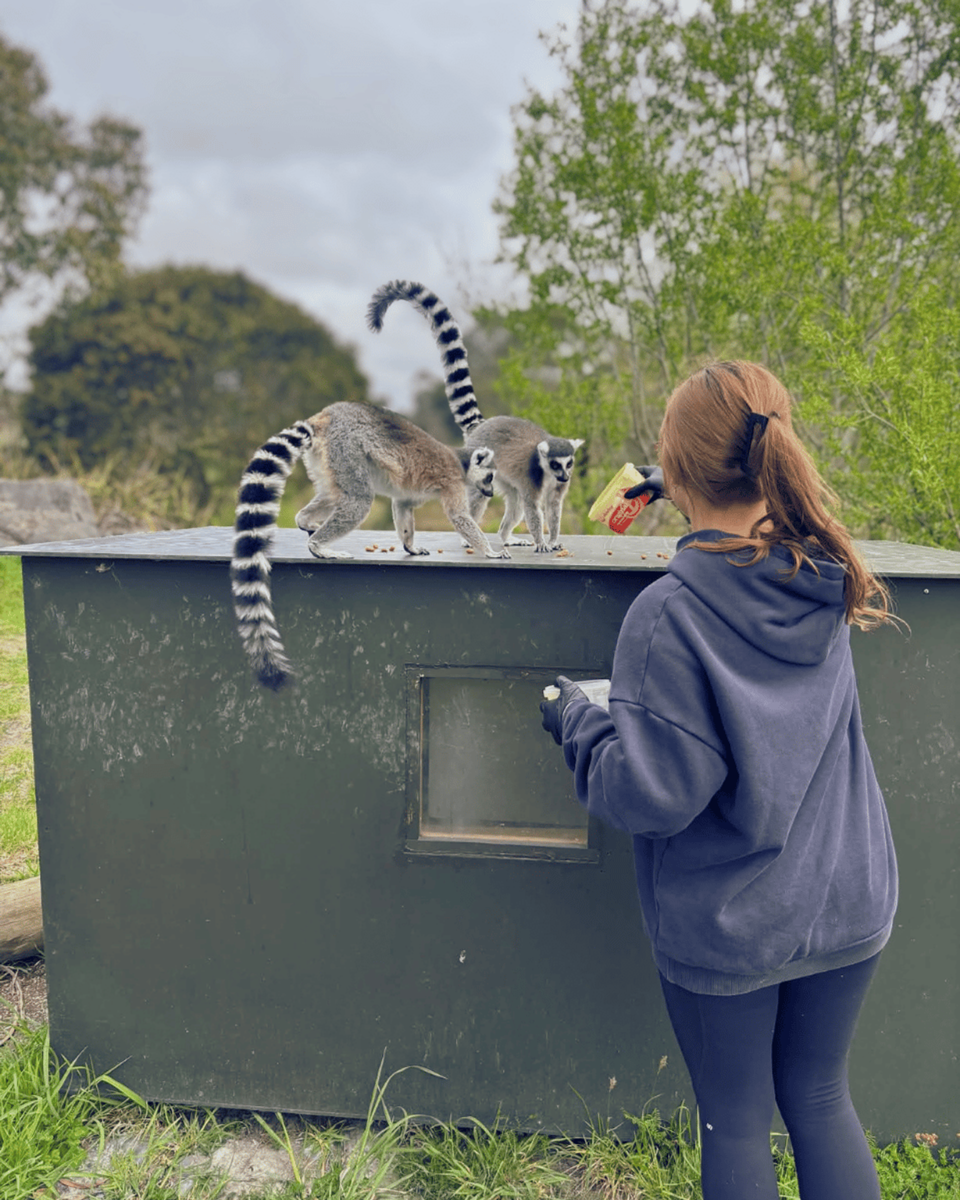 A Unitec student standing in front of a shelter, feeding two ring tailed lemurs from a container.