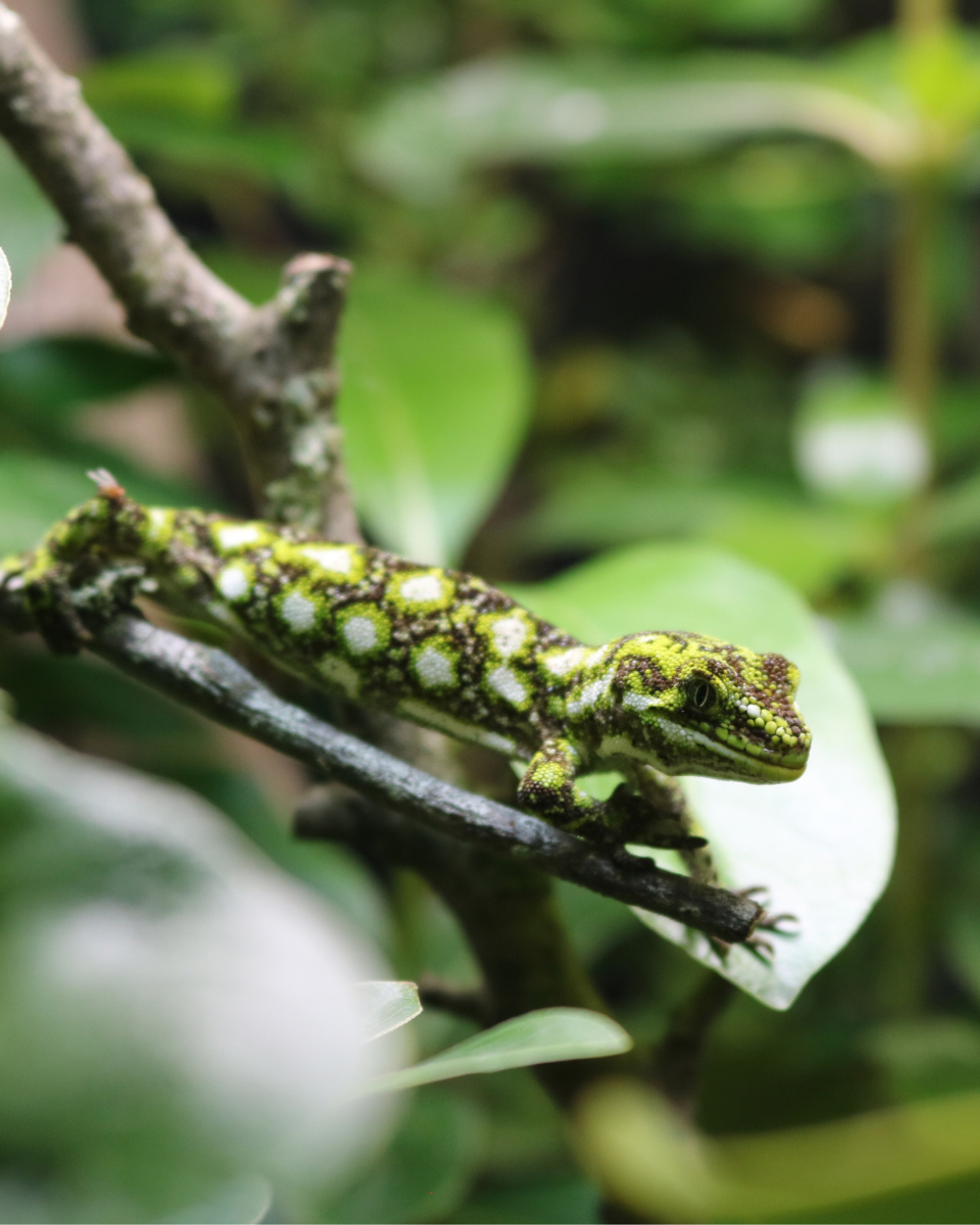 Close-up of a gecko sitting on a leaf