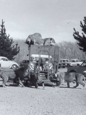 Drive-thru Lion Reserve