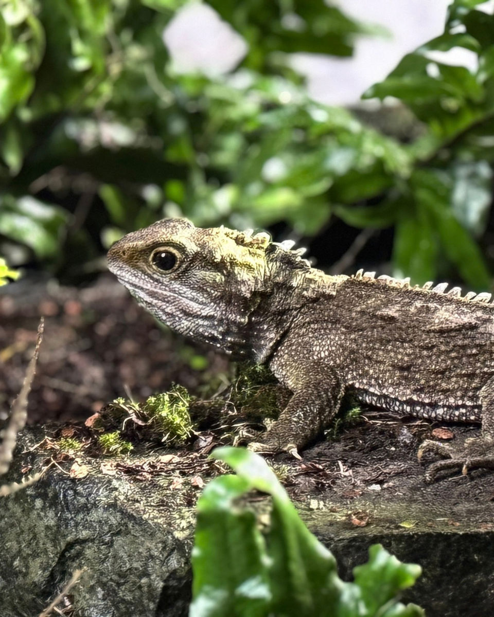 Side on view of a tuatara sitting on a rock with ferns behind it.