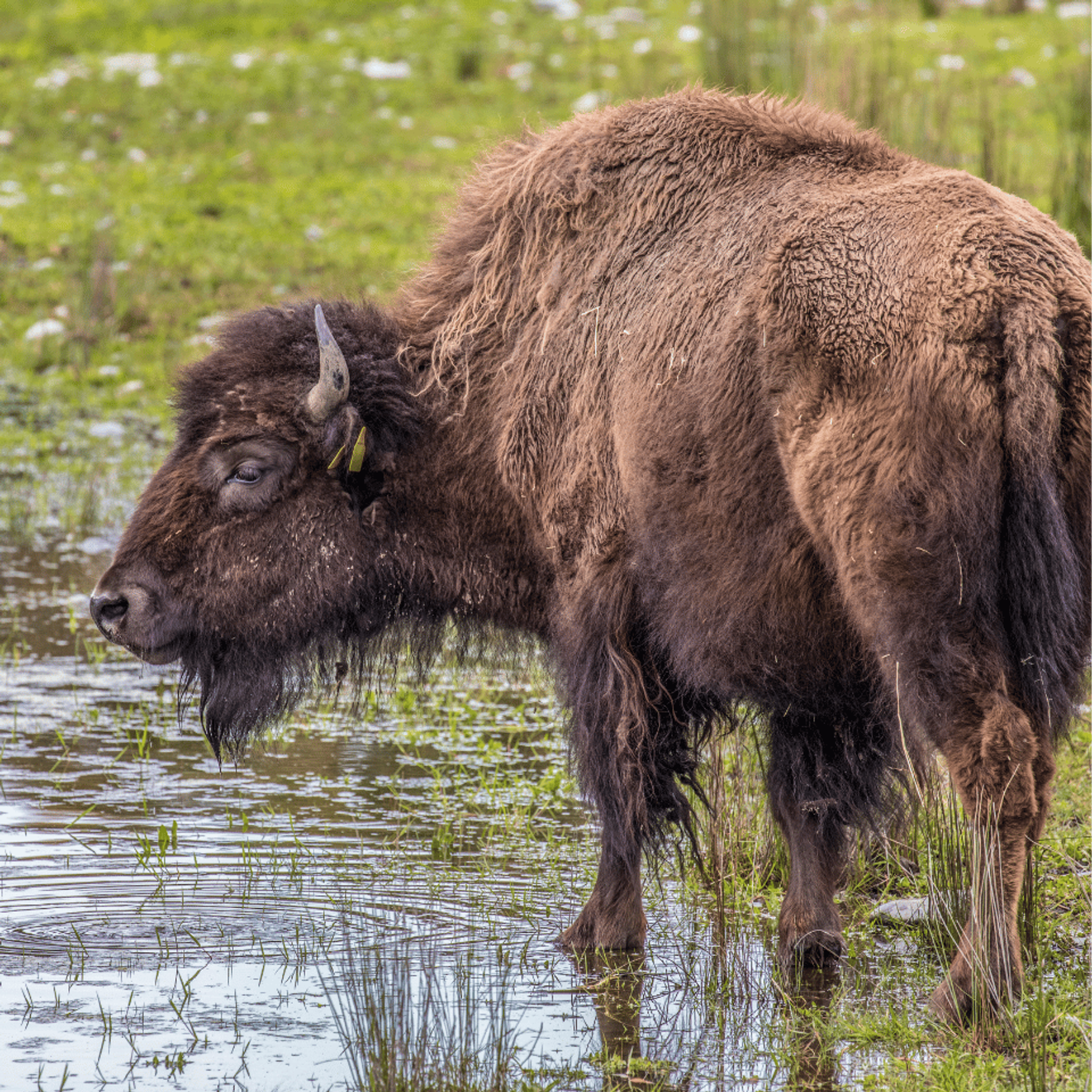 An American bison standing in shallow water