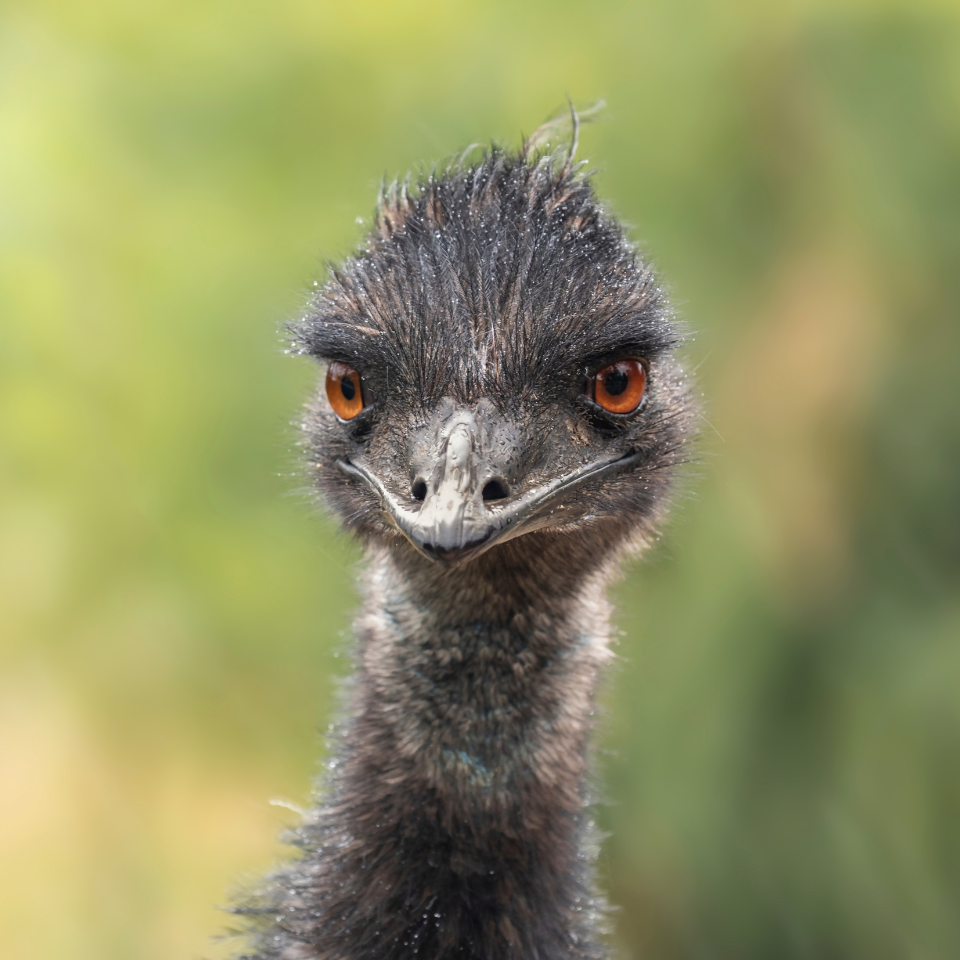 Close-up of an emu's head and neck