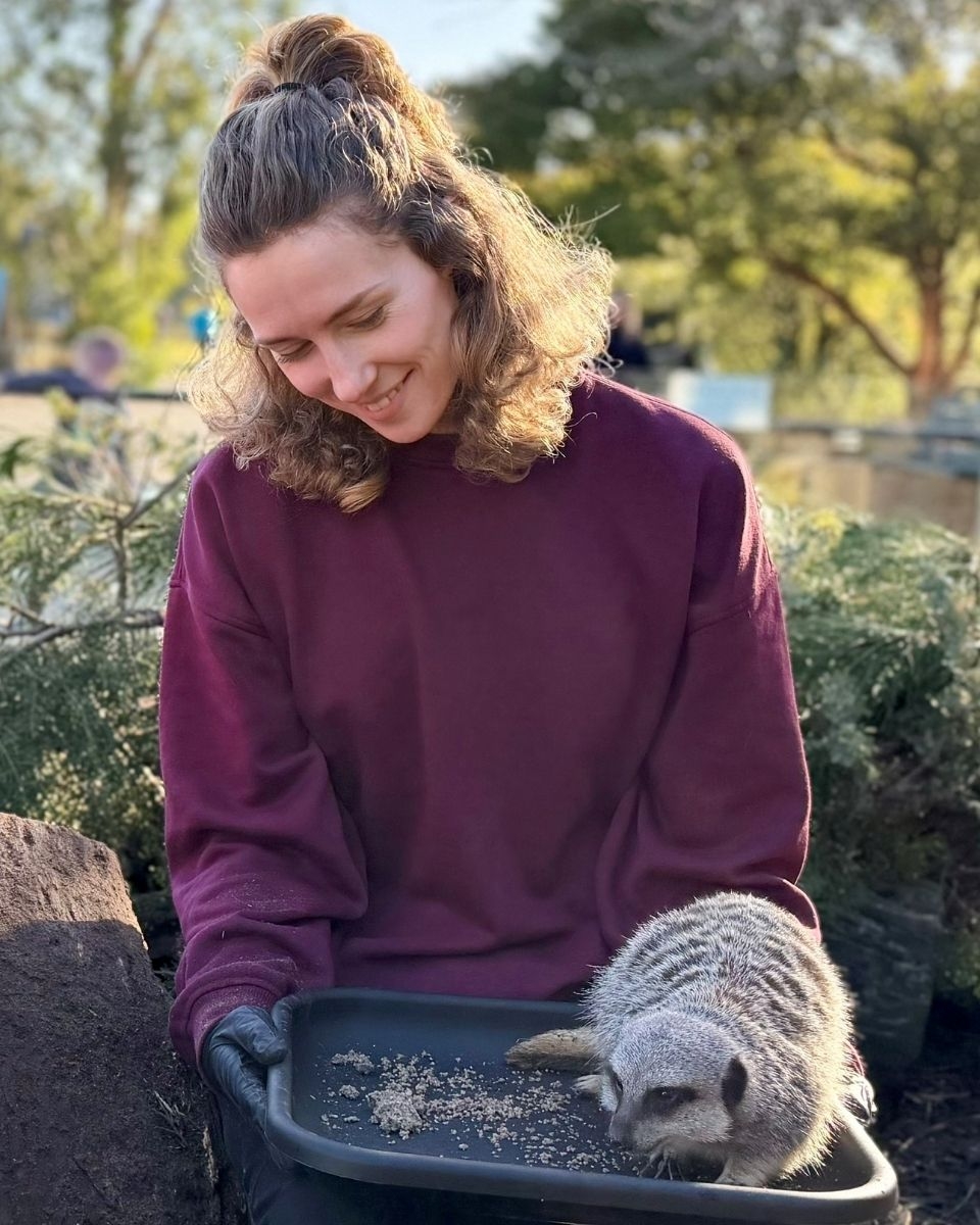 A visitor sitting with a feeding tray with a meerkat on top of it eating