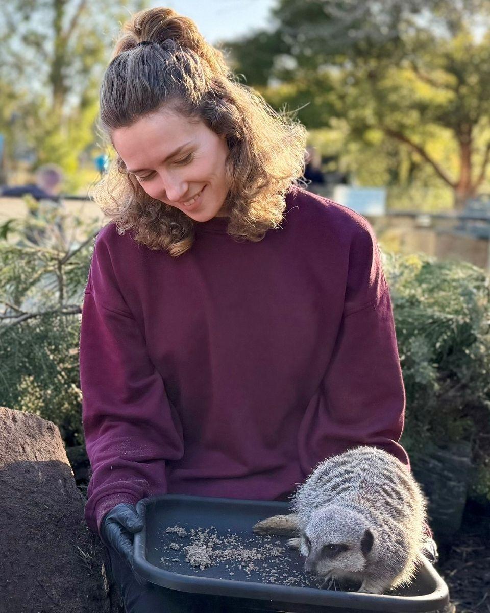 A visitor sitting with a feeding tray with a meerkat on top of it eating