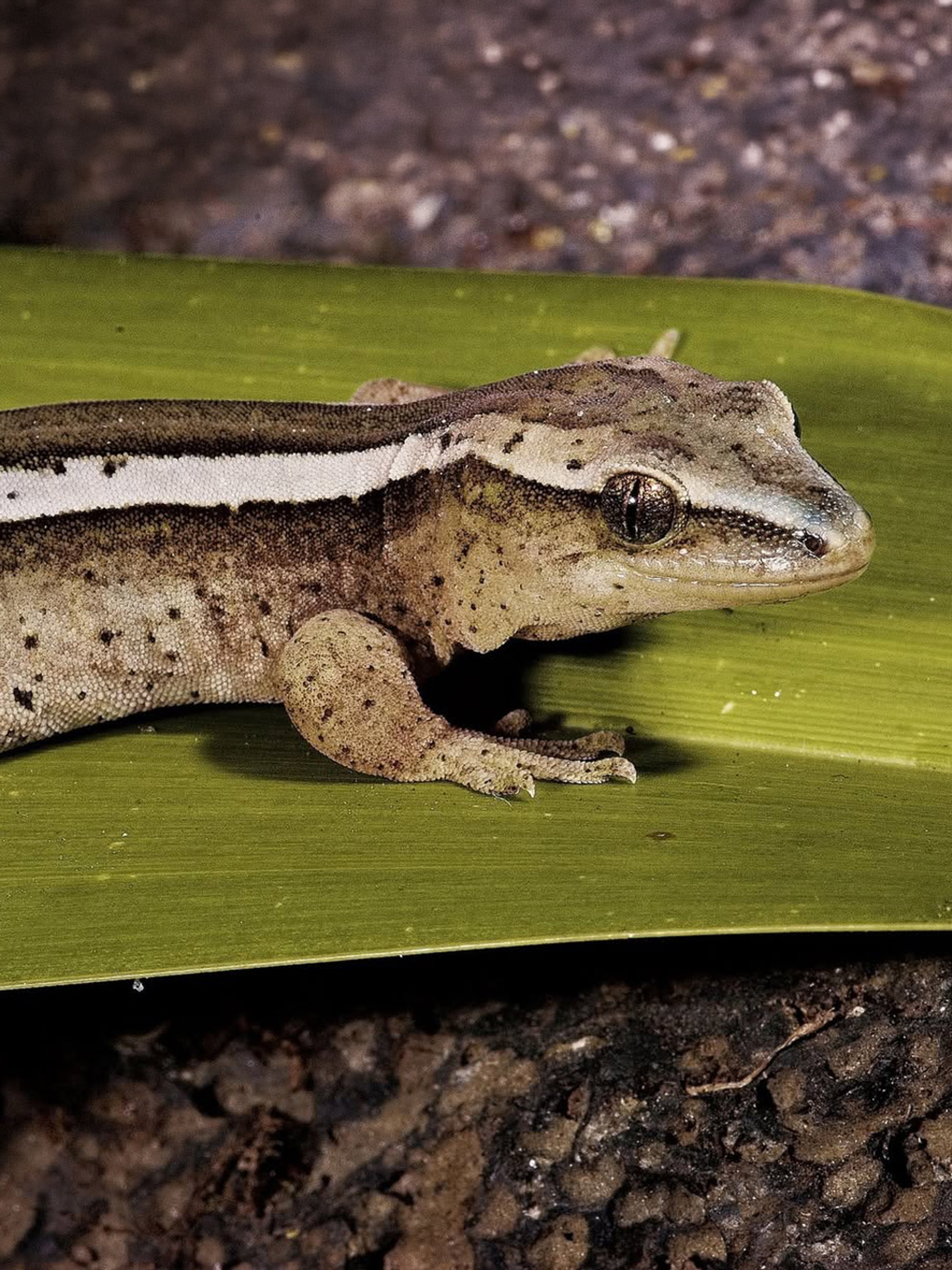 A goldstripe gecko with a pale stripe along its side, resting on a flax leaf