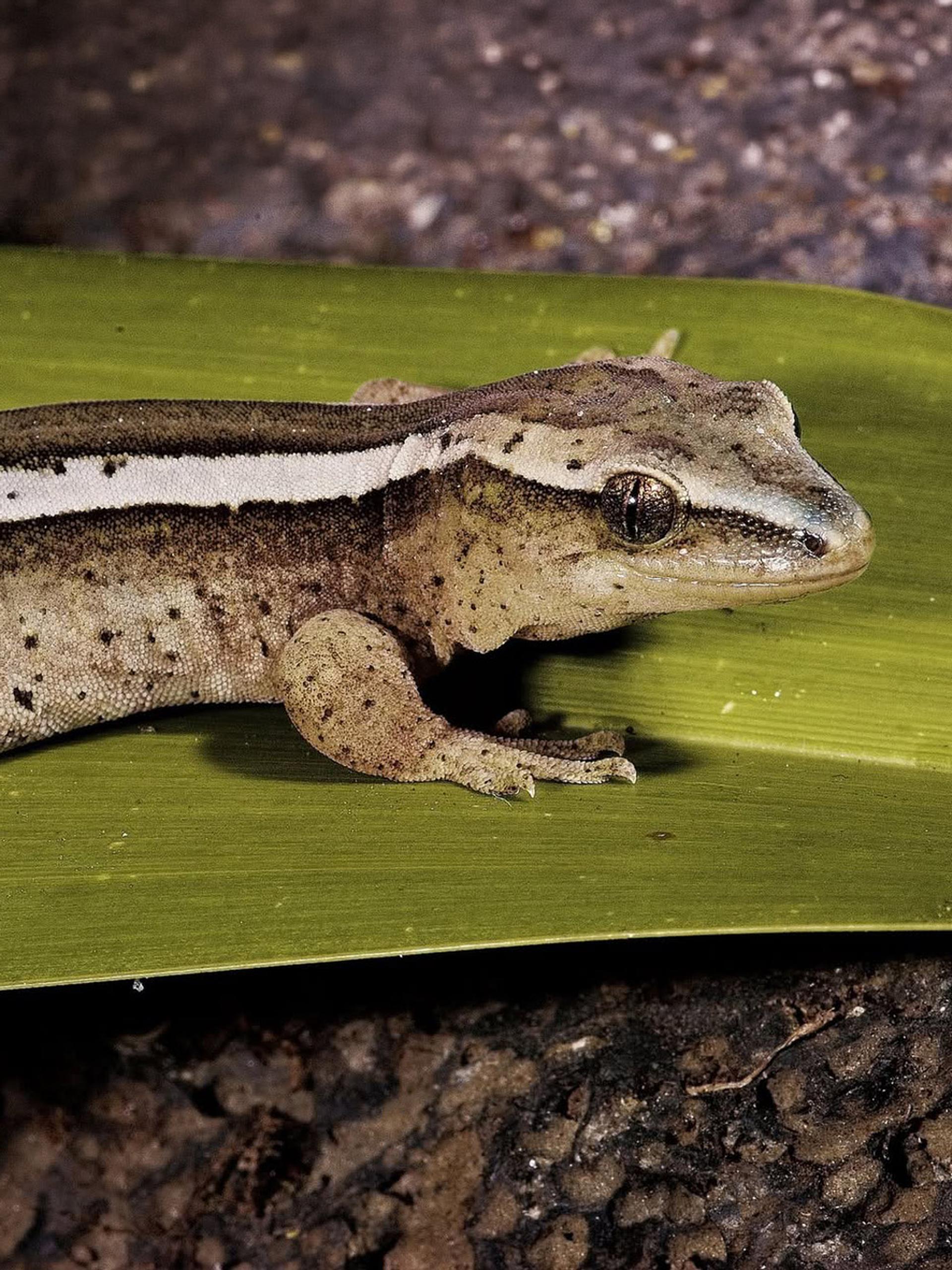 A goldstripe gecko with a pale stripe along its side, resting on a flax leaf