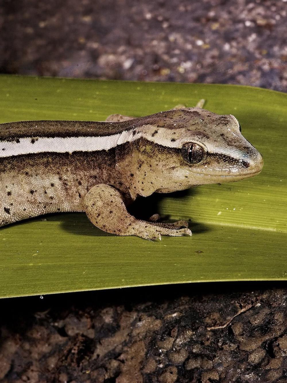 A goldstripe gecko with a pale stripe along its side, resting on a flax leaf