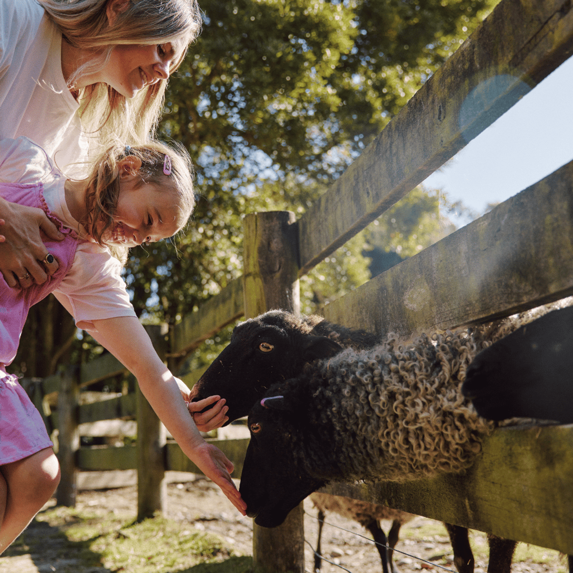 A woman and a young girl patting two Gotland pelt sheep over a wooden fence