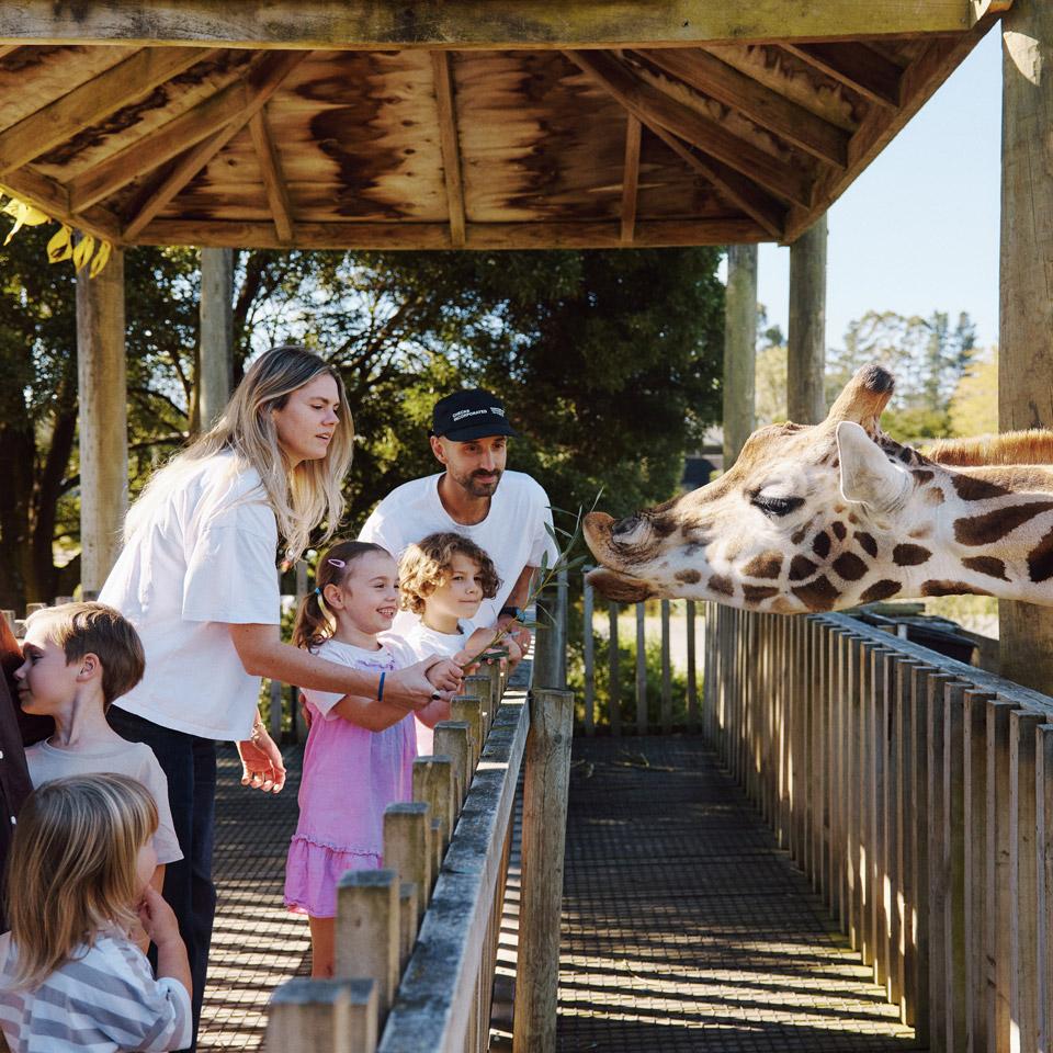 A family hand-feeding a giraffe from the viewing platform
