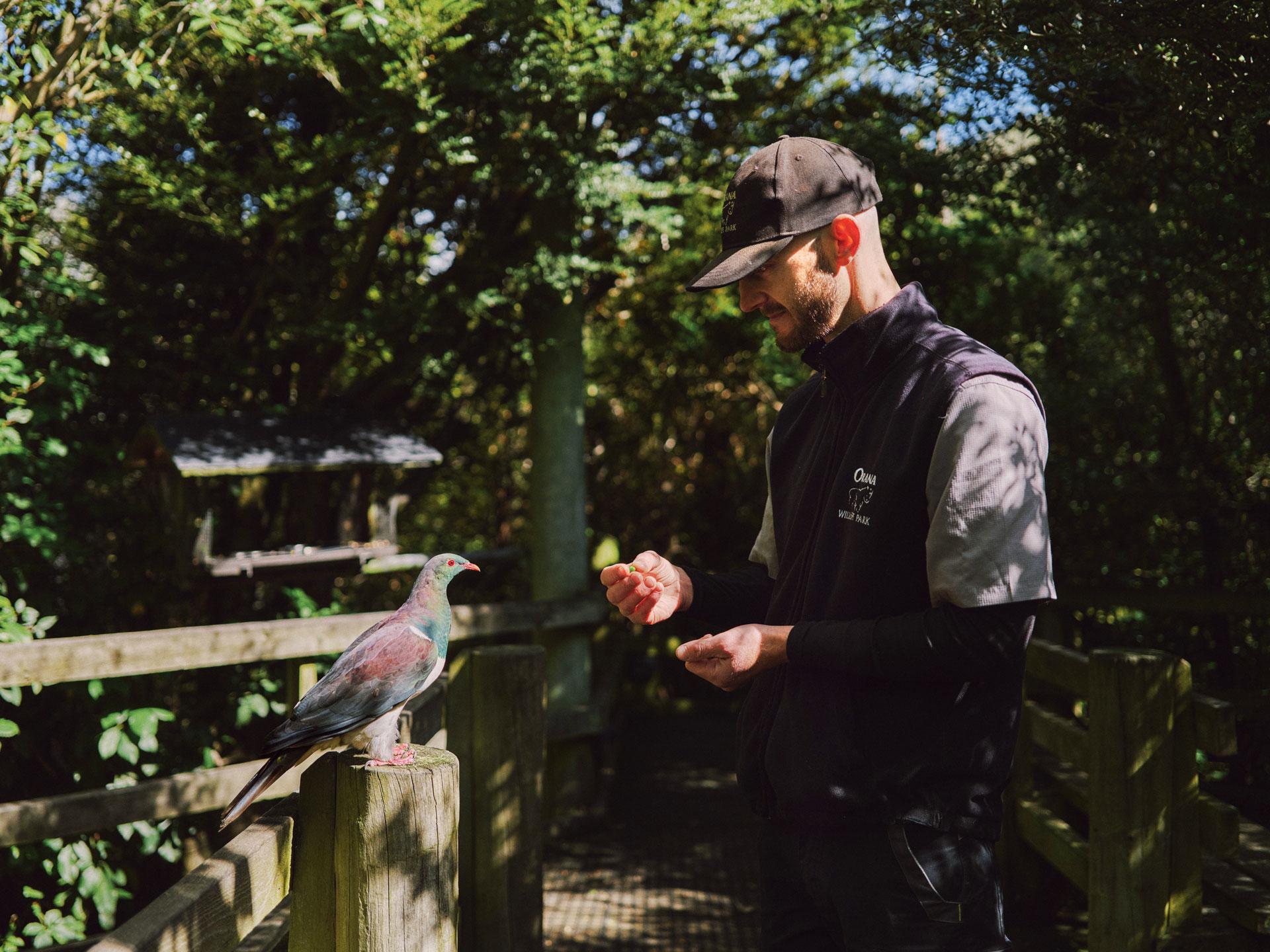 A keeper hand-feeding a bird perched on a wooden rail