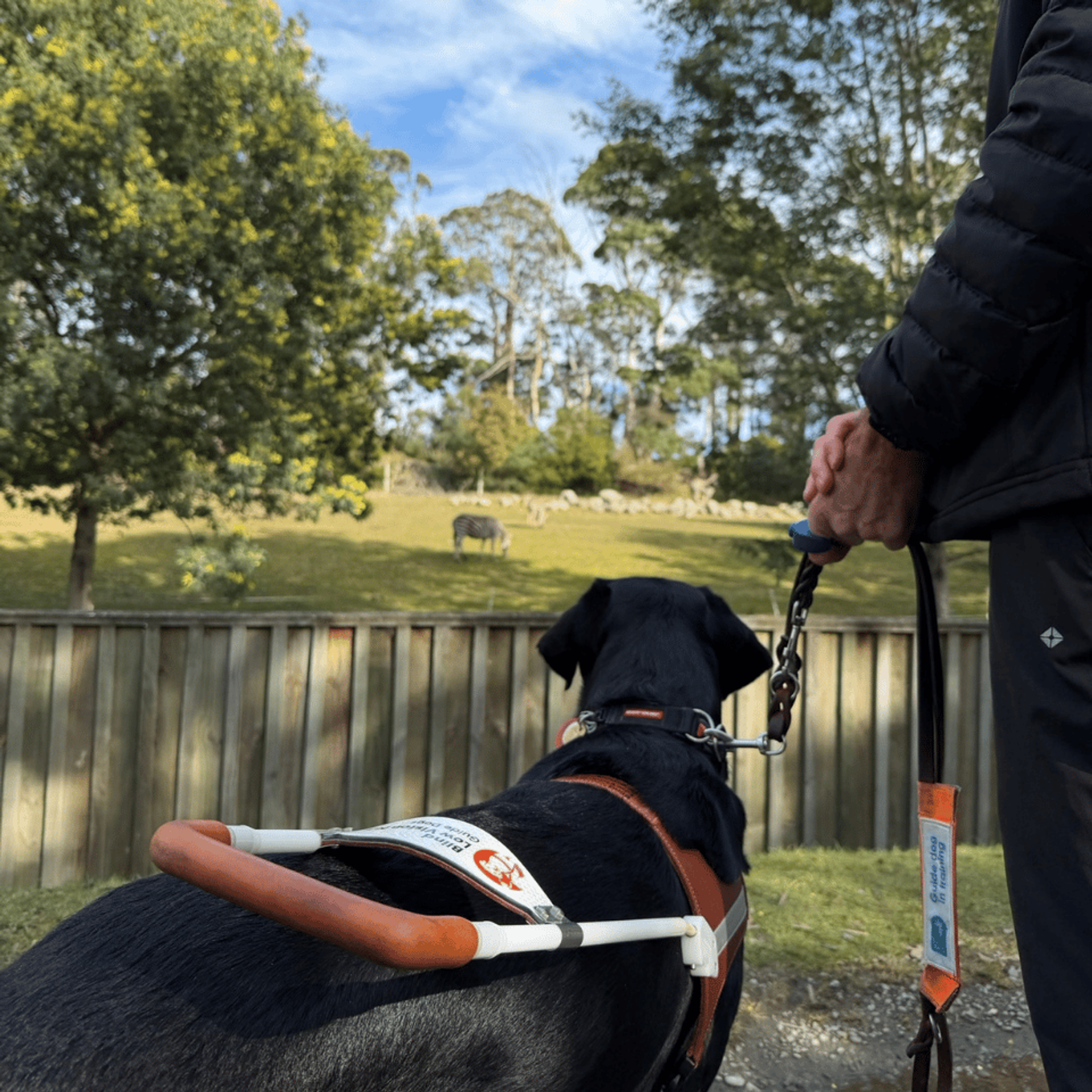 A guide dog in harness walking with its handler