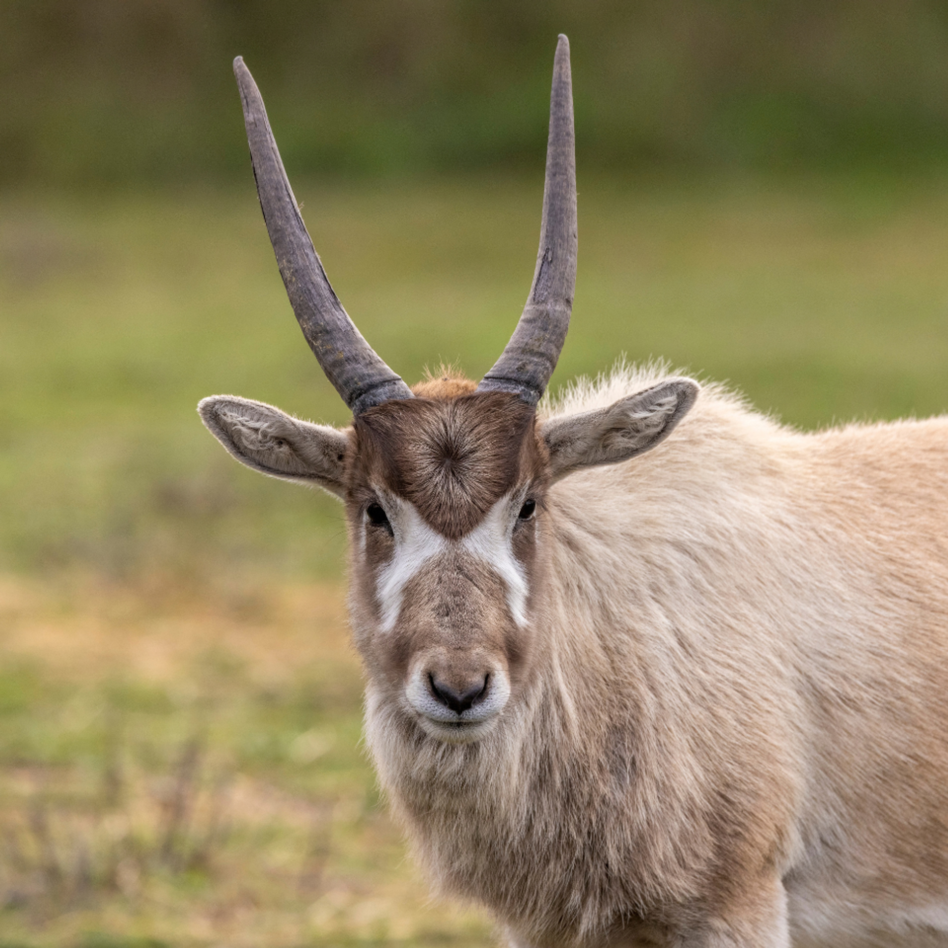 An addax with long twisted horns standing in a grassy paddock