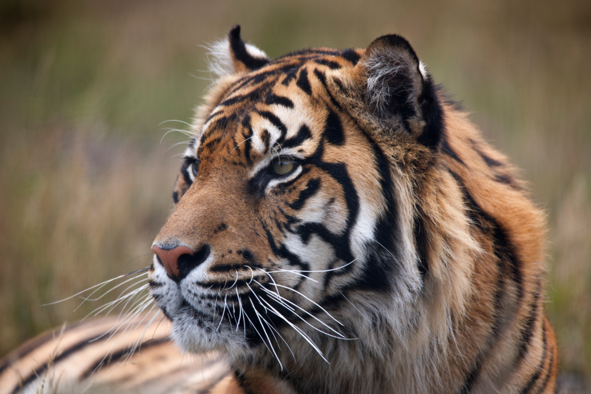 A tiger resting