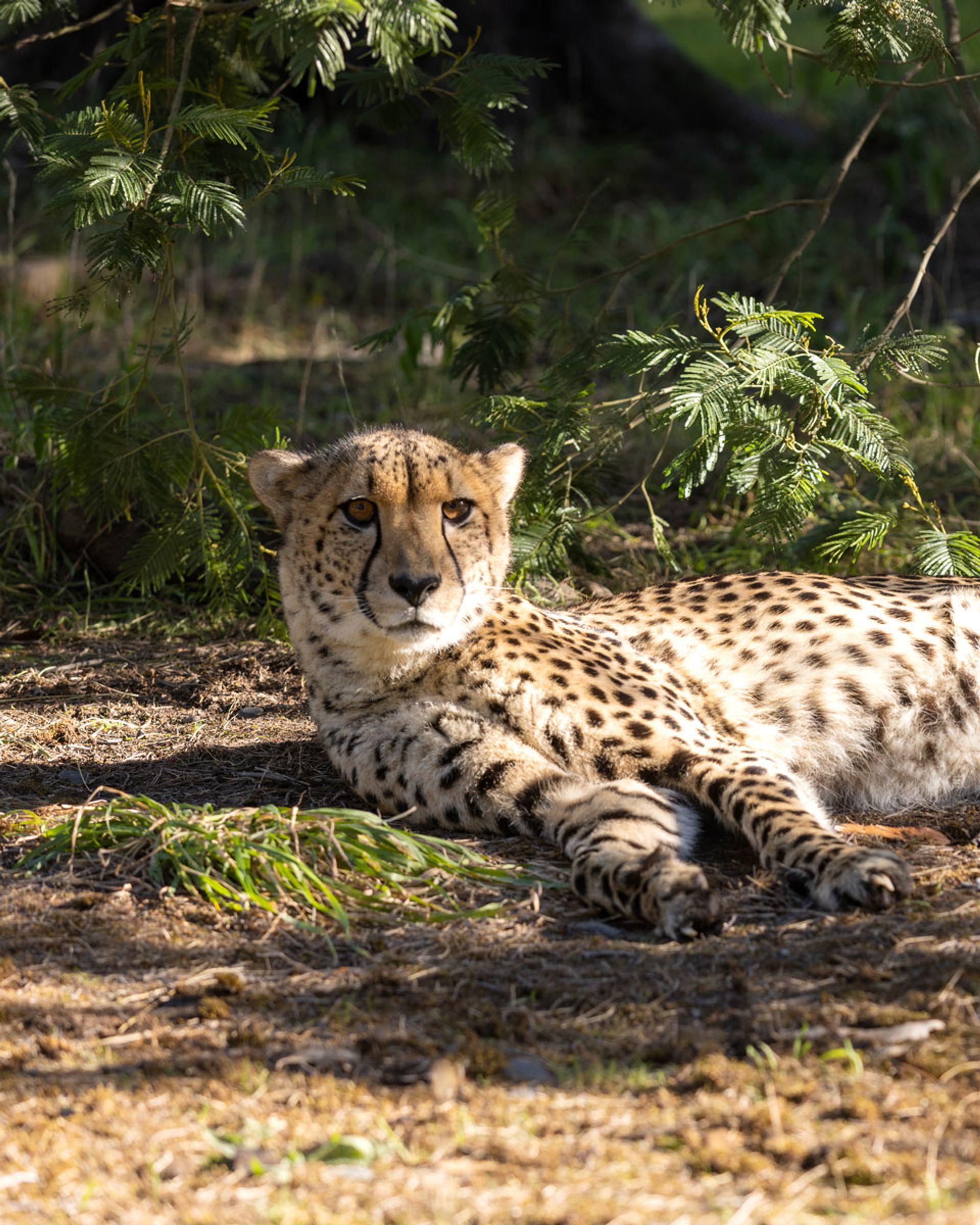 A cheetah lying in the shade among ferns