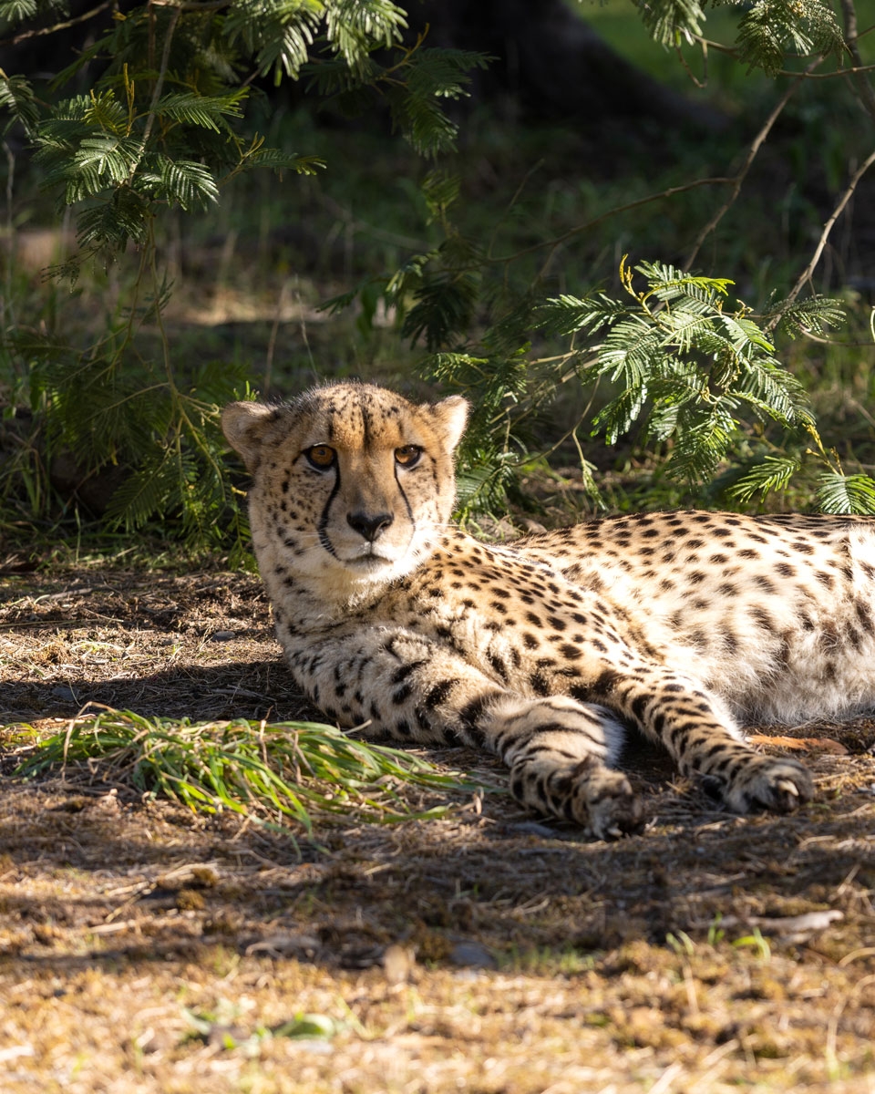 A cheetah lying in the shade among ferns
